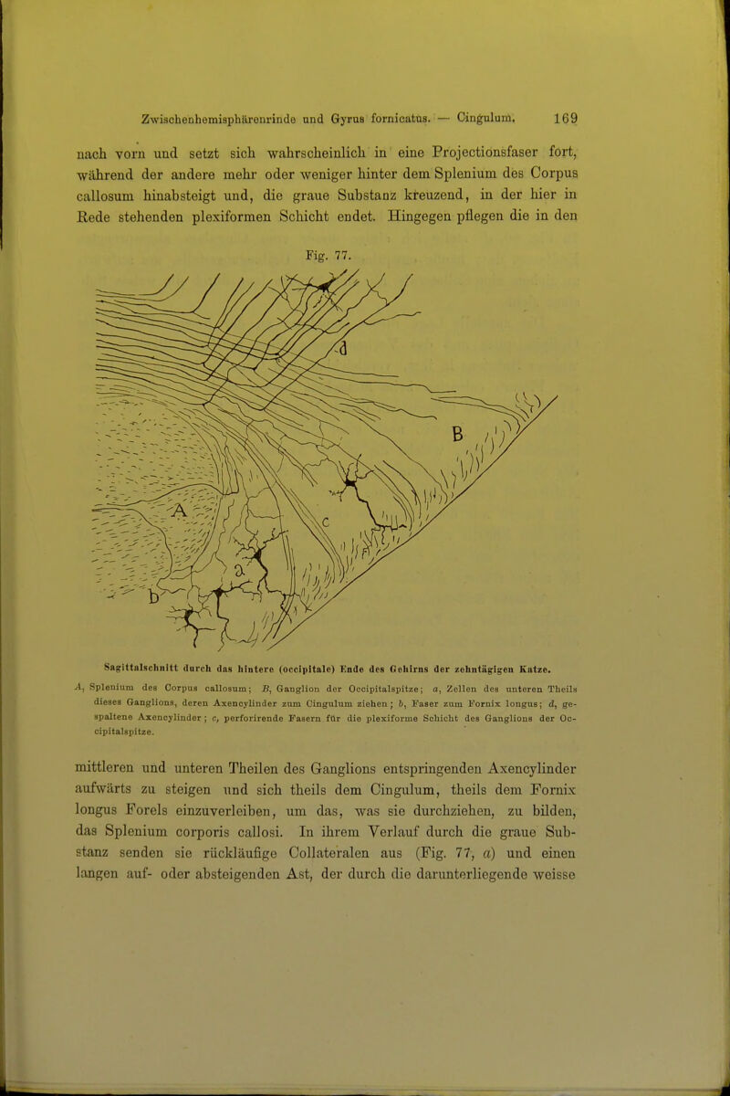 nach vorn und setzt sich wahrscheinlich in eine Projectionsfaser fort, während der andere mehr oder weniger hinter dem Splenium des Corpus callosum hinabsteigt und, die graue Substanz kreuzend, in der hier in Rede stehenden plexiformen Schicht endet. Hingegen pflegen die in den Fig. 77. Sngittalschnitt durch das hintere (occipitale) Ende des Gehirns der zehntägigen Katze. A, Splenium des Corpus callosum; B, Ganglion der Occipitalspitze; a, Zellen des unteren Theils dieses Ganglions, deren Axencylinder zum Cingulum ziehen; b, Faser zum Pornix longus; d, ge- spaltene Axencylinder; c, perforirende Pasern für die plexiforme Schicht des Ganglions der Oc- cipitalspitze. mittleren und unteren Theilen des Ganglions entspringenden Axencylinder aufwärts zu steigen und sich theils dem Cingulum, theils dem Fornix longus Foreis einzuverleiben, um das, was sie durchziehen, zu bilden, das Splenium corporis callosi. In ihrem Verlauf durch die graue Sub- stanz senden sie rückläufige Collateralen aus (Fig. 77, a) und einen langen auf- oder absteigenden Ast, der durch die darunterliegende weisse