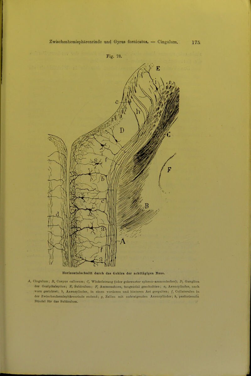 Fig. 78. Horlzoiitalgcliiiltt tinrcli (Ins Oolilrii dor nclittiigigcii Mniis. Cingulum; B, Corpus callosum; C, Wiiikelstraiiß (oder gekreuzter spheno-ammonischer); 7), Ganglion der Ocoipitalspitze; E, Sublculuni; F, Ammonaliorn, tangential geechnittcn; a, Axcncylindcr, nacli vom gericlitet; h, Axcnoylinder, in einen vorderen und hinteren Ast gespalten; f, CoUateralen in der Zwischenhemispharenrinde endend; g, Zellen mit aufsteigenden Axencylinder; h, perforirendö Bündel für das Subioulum.