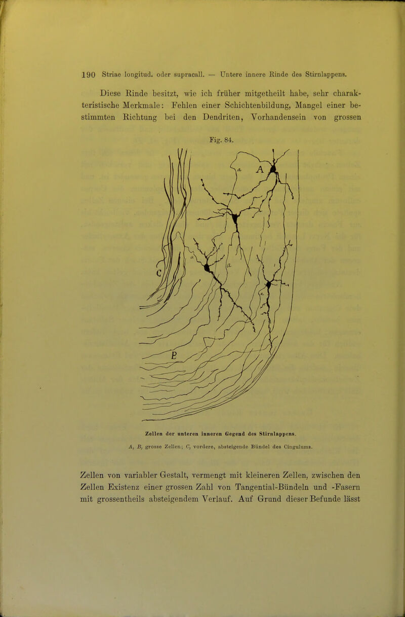 Diese Rinde besitzt, wie ich frülier mitgetheilt habe, sehr charak- teristische Merkmale: Fehlen einer Schichtenbildung, Mangel einer be- stimmten Richtung bei den Dendriten, Vorhandensein von grossen Fig. 84. Zellen der unteren inneren Gegend des Stirnlappens. A, B, grosse Zellen; C, vordere, absteigende Bündel des Cingulnms. Zellen von variabler Gestalt, vermengt mit kleineren Zellen, zwischen den Zellen Existenz einer grossen Zahl von Tangential-Bündeln und -Fasern mit grossentheils absteigendem Verlauf. Auf Grund dieser Befunde lässt