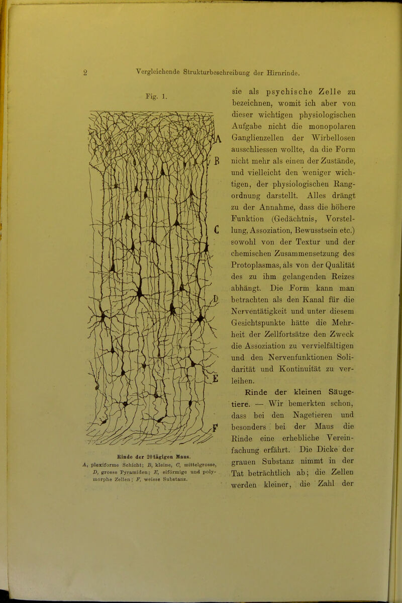 Fig. 1. Binde der 20tägigen Haus. A, plexiforme Schicht; B, kleine, C, mittelgrosse, D, grosse Pyramiden; JE, eiförmige und poly- morphe Zellen; ii', weisse Suhatanz. sie als psychische Zelle zu bezeichnen, womit ich aber von dieser wichtigen physiologischen Aufgabe nicht die monopolaren Ganglienzellen der Wirbellosen ausschliessen wollte, da die Form nicht mehr als einen der Zustände, und vielleicht den weniger wich- tigen, der physiologischen Rang- ordnung darstellt. Alles drängt zu der Annahme, dass die höhere Funktion (Gedächtnis, Vorstel- lung, Assoziation, Bewusstsein etc.) sowohl von der Textur und der chemischen Zusammensetzung des Protoplasmas, als von der Qualität des zu ihm gelangenden Reizes abhängt. Die Form kann man betrachten als den Kanal für die Nerventätigkeit und unter diesem Gesichtspunkte hätte die Mehr- heit der Zellfortsätze den Zweck die Assoziation zu vervielfältigen und den Nervenfunktionen Soli- darität und Kontinuität zu ver- leihen. Rinde der kleinen Säuge- tiere. — Wir bemerkten schon, dass bei den Nagetieren und besonders bei der Maus die Rinde eine erhebliche Verein- fachung erfährt. Die Dicke der grauen Substanz nimmt in der Tat beträchtlich ab; die Zellen werden kleiner, die Zahl der