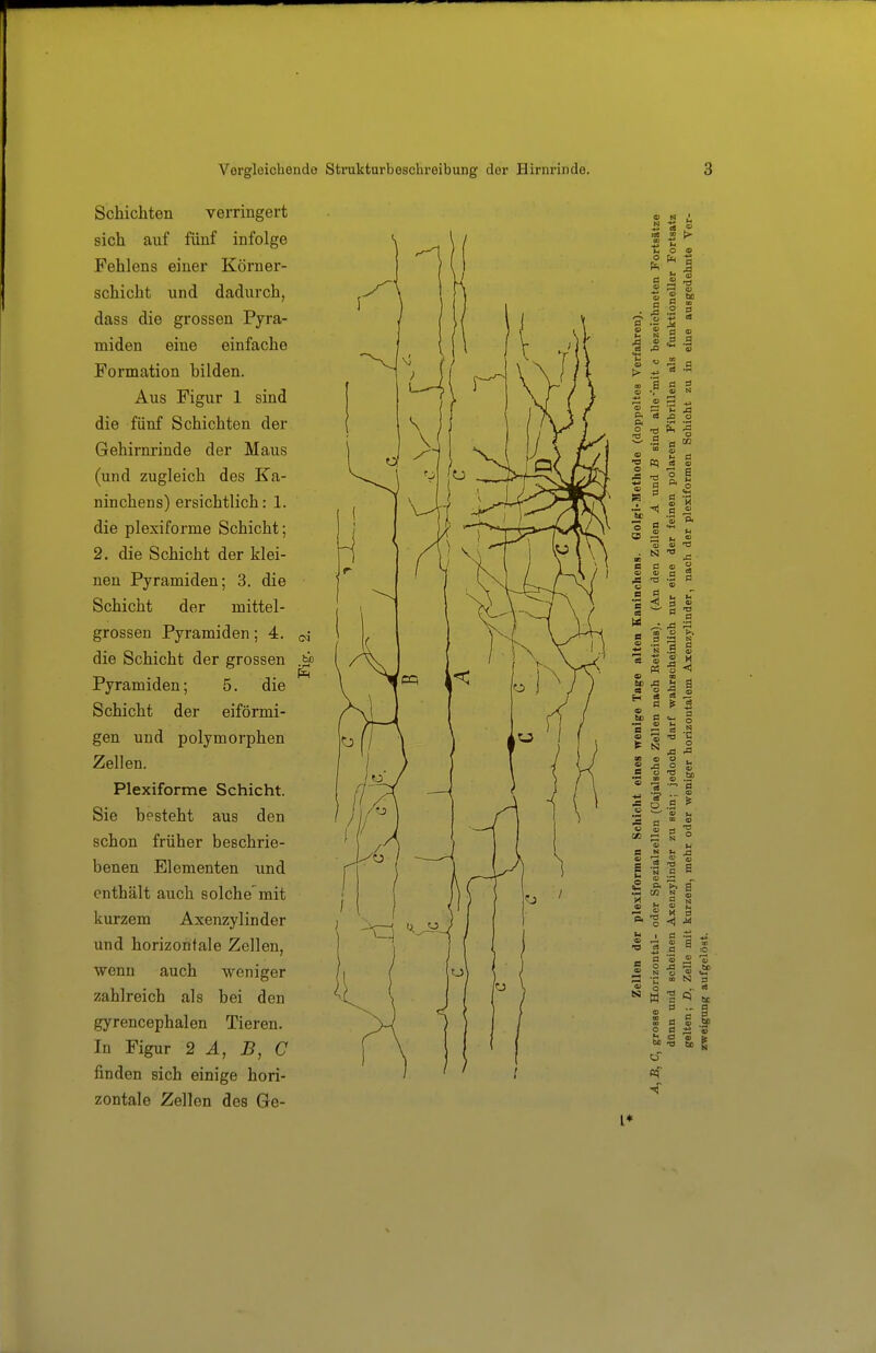 Schichten verringert sich auf fünf infolge Fehlens einer Körner- schicht und dadurch, dass die grossen Pyra- miden eine einfache Formation bilden. Aus Figur 1 sind die fünf Schichten der Gehirnrinde der Maus (und zugleich des Ka- ninchens) ersichtlich: 1. die plexiforme Schicht; 2. die Schicht der klei- nen Pyramiden; 3. die Schicht der mittel- grossen Pyramiden; 4. die Schicht der grossen Pyramiden; 5. die Schicht der eiförmi- gen und polymorphen Zellen. Plexiforme Schicht. Sie besteht aus den schon früher beschrie- benen Elementen und enthält auch solche mit kurzem Axenzylinder und horizontale Zellen, wenn auch weniger zahlreich als bei den gyrencephalen Tieren. In Figur 2 A, B, C finden sich einige hori- zontale Zellen des Ge- bc iä Ii o a S > 9 a S S ö » 1^ N 2 H ■=1 £ <2 -3 > .-s S <I> s t Kl o <9 et 0} .S -2 ^ -d -S a B 5-2 5 3 .2 tu A a o tu B s a •s « ■? GD o 'S s ja ^ •= O 2 £ N .2 » 'S .1 ö <1 M 2 S *»  a a 2 ^ S ■?! -IS .60 W •- B g §> a OS» ^ 8,g