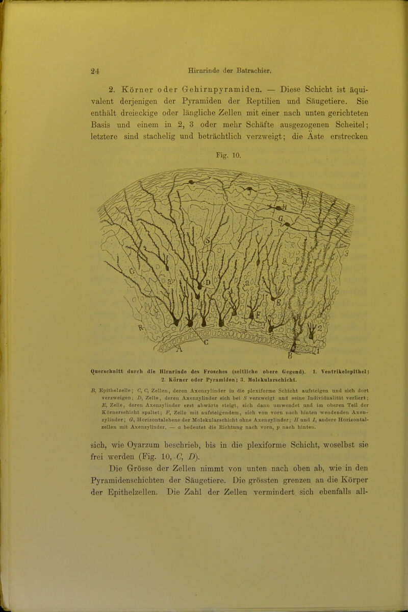 2. Körner oder Gehirupyramiden. — Diese Schicht ist äqui- valent derjenigen der Pyramiden der Reptilien und Säugetiere. Sie enthält dreieckige oder längliche Zellen mit einer nach unten gerichteten Basis und einem in 2, 3 oder mehr Schäfte ausgezogenen Scheitel; letztere sind stachelig und beträchtlich verzweigt; die Aste erstrecken Fig. 10. Qnerscliiiitt durch die Hirnrinde des Frosclios (seitliche ol)ere Ocgend). 1. Veutrikelepithel: 2. Körner oder Pyramiden; 3. lUolciculnrscIiiclit. B, Bpitbelzelle; C, G, Zellen, deren Axenzylinder in die plexiforme Schicht aufsteigen und sich dort verzweigen; D, Zelle, deren Axenzylinder sich bei S yerzweigt und seine Individualitiit verliert; E, Zelle, deren Axenzylinder erst abwärts steigt, sich dann umwendet und im oberen Teil der Körnersehioht spaltet; F, Zelle mit aufsteigendem, sich von vorn nach hinten wendenden Axen- zylinder; 6, Horizontalebene der Molekularschicht ohne Axenzylinder; B'und I, andere Horizontal- zellen mit Axenzylinder. — a bedeutet die Richtung nach vorn, p nach hinten. sich, wie Oyarzum beschrieb, bis in die plexiforme Schicht, woselbst sie frei werden (Fig. 10,.C, I)). Die Grösse der Zellen nimmt von unten nach oben ab, wie in den Pyramidenschichten der Säugetiere. Die grössten grenzen an die Körper der Epithelzellen. Die Zahl der Zellen vermindert sich ebenfalls all-