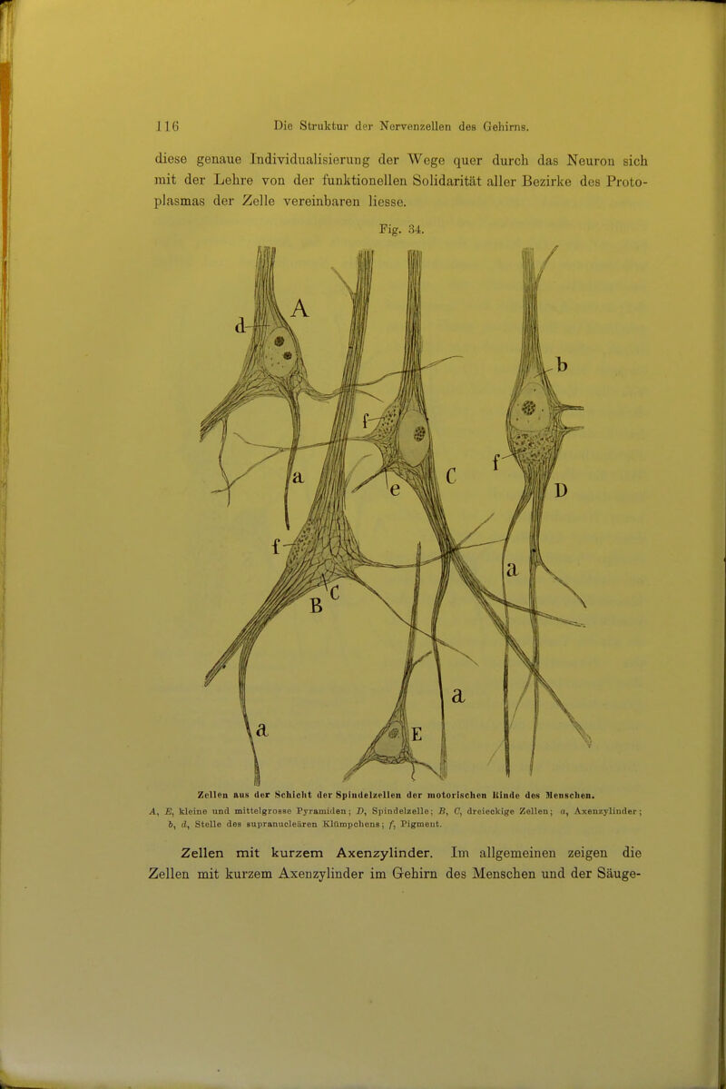 diese genaue Individualisierung der Wege quer durch das Neuron sich mit der Lehre von der funktionellen Solidarität aller Bezirke des Proto- plasmas der Zelle vereinbaren Hesse. Fig. 34. Zellen aus der Scliiclit der SpiudelzcUeii der motorischen lUnde des Jlenschen. A, E, kleine und mittelgrosae Pyramiden; D, SpindelzeUe; B, C, dreieckige Zellen; a, Axenzylinder; 6, d, Stelle des supranucleilren Klümpoliens; f, Pigment. Zellen mit kurzem Axenzylinder. Im allgemeinen zeigen die Zellen mit kurzem Axenzylinder im Gehirn des Menschen und der Säuge-