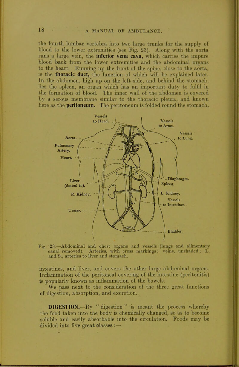 the fourtli lumbar vertebra into two large trunks for tlie supply of blood to the lower extremities (see Fig. 23). Along with the aorta runs a large vein, the inferior vena cava, which carries the impure blood back from the lower extremities and the abdominal organs to the heart. Running up the front of the spine, close to the aorta, is the thoracic duct, the fimction of which will be explained later. In the abdomen, high up on the left side, and behind the stomach, lies the spleen, an organ which has an important duty to fulfil in the formation of blood. The inner wall of the abdomen is covered by a serous membrane similar to the thoracic pleura, and known here as the peritoneum. The peritoneum is folded round the stomach, Fig. 23.—Abdominal and chest organs and vessels (lungs and alimentaiy canal removed). Arteries, with cross markings; veins, unshaded; L. and S., arteries to liver and stomach. intestines, and liver, and covers the other large abdominal organs. Inflammation of the peritoneal covering of the intestine (peritonitis) is popularly known as inflammation of the bowels. We pass next to the consideration of the three great functions of digestion, absorption, and excretion. DIGESTION.—By  digestion  is meant the process whereby the food taken into the body is chemically changed, so as to become soluble and easily absorbable into the circulation. Foods may be divided into five great classes :—