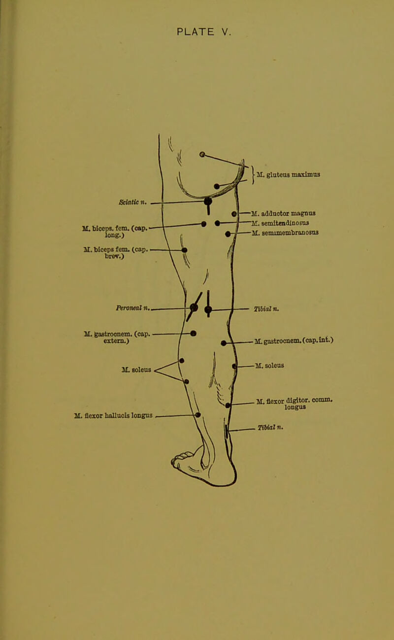 Sdalie n. M. biceps, fcm, (08p. long.) U. biceps fern. (cap. bier.) Peroneal 11. JI. Bostroonem. (cap. extent.) M.BOlens U. flexor luOlacis longus M. glateas maximus M. addaotor magnna 'M. 6emitendino>ii3 M. semiinembranosas TibUan. II. gastrocnem. (cap. Int.) H. soleas M. flexor illgitor. comm. loDgas TOialn.
