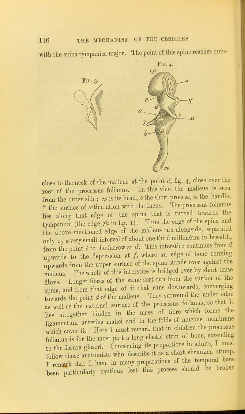 with the spina tyrapanica major. The point of this spine reaches quite Tig. 4. close to the neck of the malleus at the point d, fig. 4, close over the root of the processus foHanus. In this view the malleus is seen from the outer side; is its head, I the short process, m the handle, * the surface of articulation with the incus. The processus fohanus lies along that edge of the spina that is turned towards the tympanum (the edge fa in fig. i). Thus the edge of the spma and the above-mentioned edge of the malleus run alongside, separated only by a very small interval of about one third miUimetre m breadth, from the point I to the furrow at d. This interstice contmues from d upwards to the depression at /, where an edge of bone running upwards from the upper surface of the spina stands over agamst the maUeus The whole of this interstice is bridged over by short tense fibres Longer fibres of the same sort run from the surface of the spina, and from that edge of it that runs downwards, converging towards the point d of the maUeus. They surround the under edge as well as the external surface of the processus fohanus, so that it lies altogether hidden in the mass of fibre which forms the licamentum anterius mallei and in the folds of mucous membrane which cover it. Here I must remark that in children the processus fohanus is for the most part a long elastic strip of bone extendmg to the fissura glaseri. Concerning its proportions in adults, 1 must follow those anatomists who describe it as a short shrunken stump. I rem^k that I have in many preparations of the tempora^ bone been particularly cautious lest this process should be broken