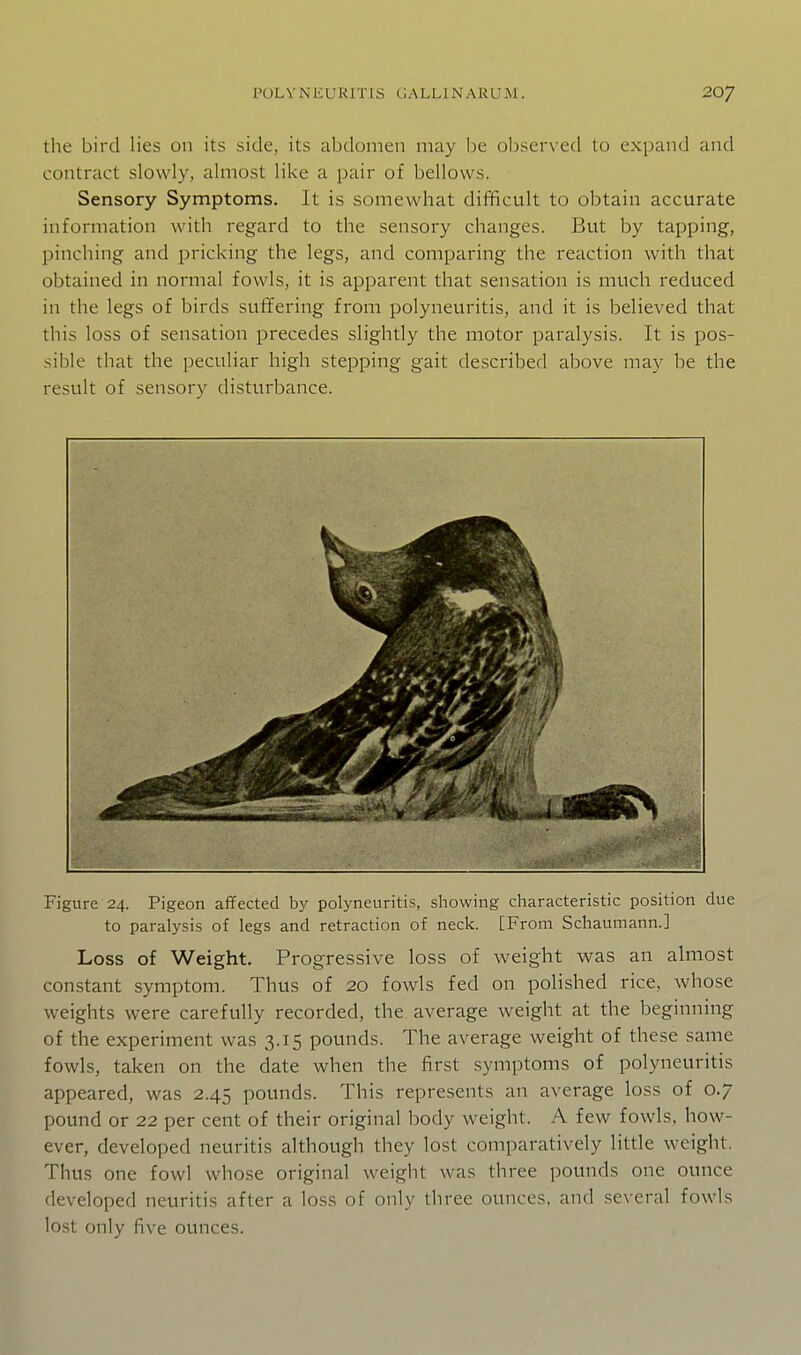 the bird lies on its side, its abdomen may be observed to expand and contract slowly, almost like a pair of bellows. Sensory Symptoms. It is somewhat difficult to obtain accurate information with regard to the sensory changes. But by tapping, pinching and pricking the legs, and comparing the reaction with that obtained in normal fowls, it is apparent that sensation is much reduced in the legs of birds suffering from polyneuritis, and it is believed that this loss of sensation precedes slightly the motor paralysis. It is pos- sible that the peculiar high stepping gait described above may be the result of sensory disturbance. Figure 24. Pigeon af¥ected by polyneuritis, showing cliaracteristic position due to paralysis of legs and retraction of neck. [From Schaumann.] Loss of Weight. Progressive loss of weight was an almost constant symptom. Thus of 20 fowls fed on polished rice, whose weights were carefully recorded, the average weight at the beginning of the experiment was 3.15 pounds. The average weight of these same fowls, taken on the date when the first symptoms of polyneuritis appeared, was 2.45 pounds. This represents an average loss of 0.7 pound or 22 per cent of their original body weight. A few fowls, how- ever, developed neuritis although they lost comparatively little weight. Thus one fowl whose original weight was three pounds one ounce developed neuritis after a loss of only three ounces, and several fowls lost only five ounces.