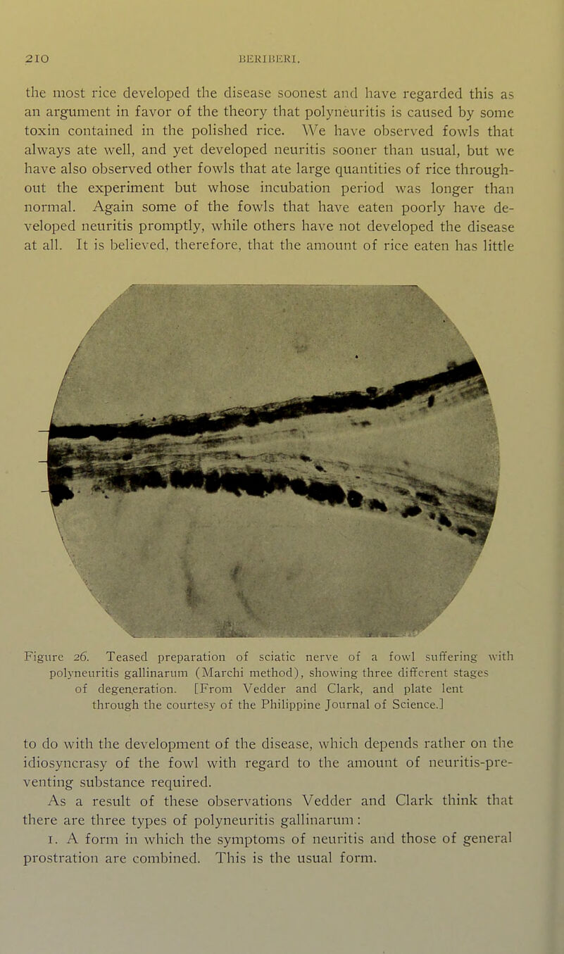 the most rice developed the disease soonest and have regarded this as an argument in favor of the theory that polyneuritis is caused by some toxin contained in the polished rice. We have observed fowls that alvirays ate well, and yet developed neuritis sooner than usual, but we have also observed other fowls that ate large quantities of rice through- out the experiment but whose incubation period was longer than normal. Again some of the fowls that have eaten poorly have de- veloped neuritis promptly, while others have not developed the disease at all. It is believed, therefore, that the amount of rice eaten has little 1. Figure 26. Teased preparation of sciatic nerve of a fowl suffering witli polj'neuritis gallinarum (Marchi method), showing three different stages of degeneration. [From Vedder and Clark, and plate lent through the courtesy of the Philippine Journal of Science.] to do with the development of the disease, which depends rather on the idiosyncrasy of the fowl with regard to the amount of neuritis-pre- venting substance required. As a re.sult of these observations Vedder and Clark think that there are three types of polyneuritis gallinarum: I. A form in which the symptoms of neuritis and those of general prostration are combined. This is the usual form.