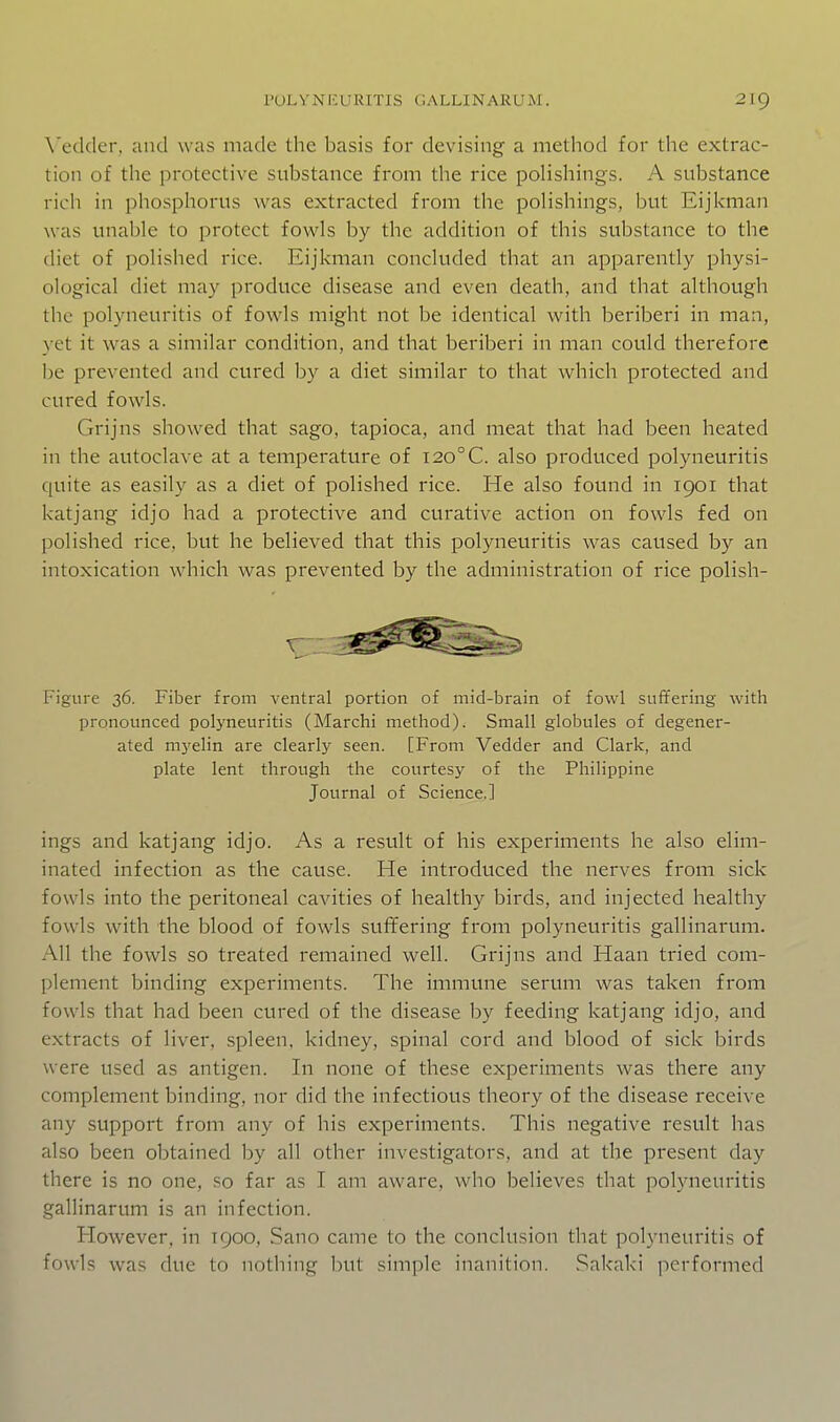 \^edder, and was made the basis for devising a method for the extrac- tion of the protective substance from the rice polishings. A substance rich in phosphorus was extracted from the polishings, but Eijkman was unable to protect fowls by the addition of this substance to the diet of polished rice. Eijkman concluded that an apparently physi- ological diet may produce disease and even death, and that although the polyneuritis of fowls might not be identical with beriberi in man, yet it was a similar condition, and that beriberi in man could therefore be prevented and cured by a diet similar to that which protected and cured fowls. Grijns showed that sago, tapioca, and meat that had been heated in the autoclave at a temperature of I20°C. also produced polyneuritis quite as easily as a diet of polished rice. He also found in 1901 that katjang idjo had a protective and curative action on fowls fed on polished rice, but he believed that this polyneuritis was caused by an intoxication which was prevented by the administration of rice polish- Figure 36. Fiber from ventral portion of mid-brain of fowl suffering with pronounced polyneuritis (Marchi method). Small globules of degener- ated myelin are clearly seen. [From Vedder and Clark, and plate lent through the courtesy of the Philippine Journal of Science.] ings and katjang idjo. As a result of his experiments he also elim- inated infection as the cause. He introduced the nerves from sick fowls into the peritoneal cavities of healthy birds, and injected healthy fowls with the blood of fowls suffering from polyneuritis gallinarum. All the fowls so treated remained well. Grijns and Haan tried com- plement binding experiments. The immune serum was taken from fowls that had been cured of the disease by feeding katjang idjo, and extracts of liver, spleen, kidney, spinal cord and blood of sick birds were used as antigen. In none of these experiments was there any complement binding, nor did the infectious theory of the disease receive any support from any of his experiments. This negative result has also been obtained by all other investigators, and at the present day there is no one, so far as I am aware, who believes that polyneuritis gallinarum is an infection. However, in 1900, Sano came to the conclusion that polyneuritis of fowls was due to nothing but simple inanition. Sakaki performed