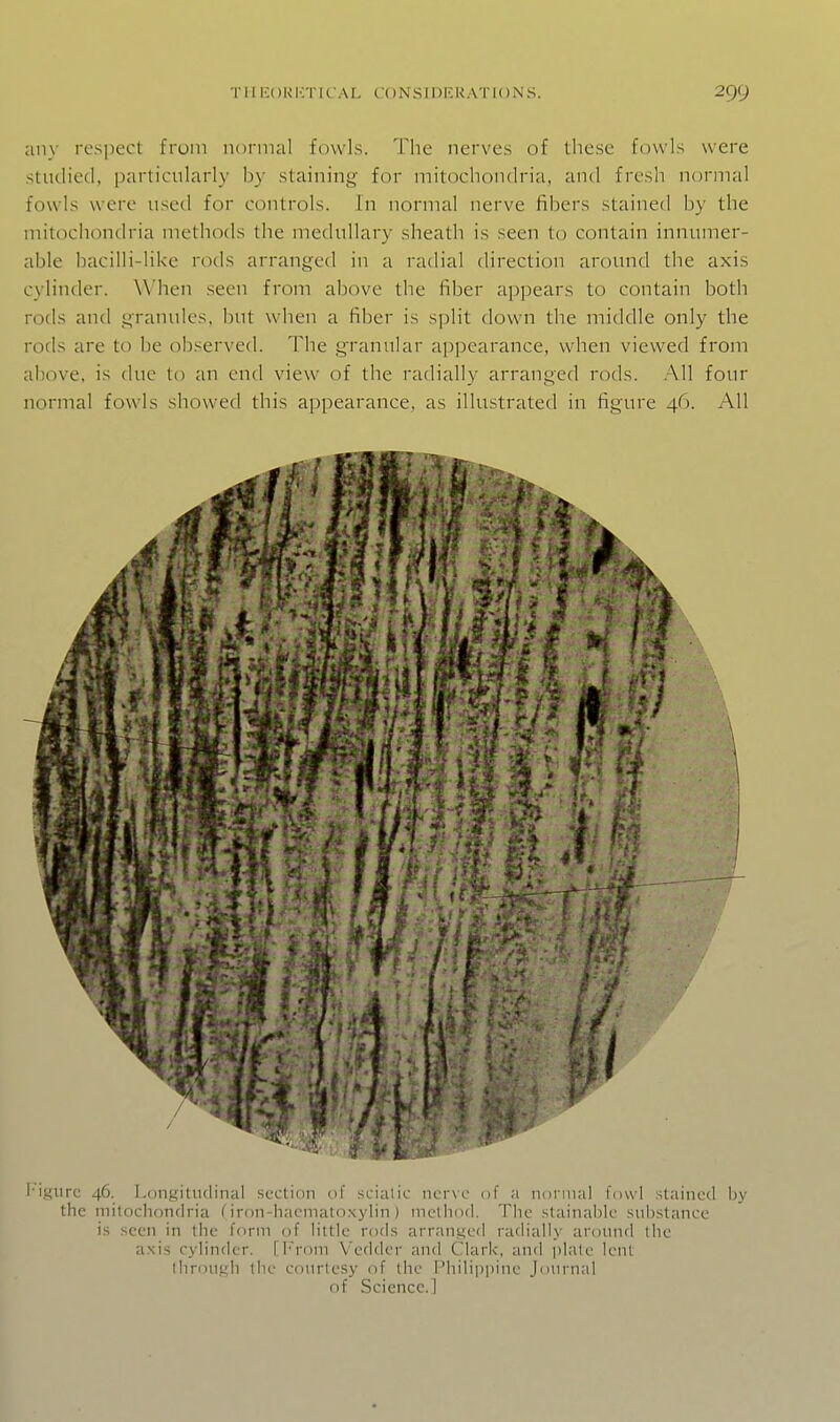 any respect from normal fowls. The nerves of these fowls were studied, particularly by staining for mitochondria, and fresh normal fowls were used for controls. In normal nerve fibers stained by the mitochondria methods the medullary sheath is seen to contain innumer- able bacilli-likc rods arranged in a radial direction around the axis cylinder. When seen from above the fiber appears to contain both rods and .granules, but when a fiber is split down the middle only the rods are to be observed. The granular appearance, when viewed from above, is due to an end view of the radially arranged rods. .A.11 four normal fowls showed this appearance, as illustrated in figure 46. All l igiirc 46. Longitudinal section of sciatic nerve of a normal fowl stained by the mitocliondria (iron-haematoxylin) method. The stainable substance is seen in the form of little rods arranged radially around the axis cylinder. [I'rom Vedder and Clark, and plate lent ihrough the courtesy of the Philippine Journal of Science.1