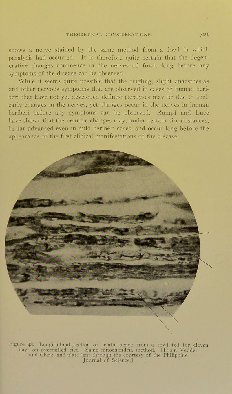 shows a nerve stained by the same method from a fowl in which paralysis had occurred. It is therefore quite certain that the degen- erative changes commence in the nerves of fowls long- before any symptoms of the disease can be observed. While it seems quite possible that the tingling, slight anaesthesias and other nervous symptoms that are observed in cases of human beri- beri that have not yet developed definite paralyses may be due to suc!i early changes in the nerves, yet changes occur in the nerves in human beriberi before any symptoms can be observed. Rumpf and Luce have shown that the neuritic changes may, under certain circumstances, be far advanced even in mild beriberi cases, and occur long before the appearance of the first clinical manifestations of the disease. I'igure 48. Longitudinal section of sciatic nerve from a fowl fed for eleven days on overmilled rice. Same mitocliondria method. [From Vedder and Clark, and plate lent through the courtesy of the Philippine Journal of Science.]