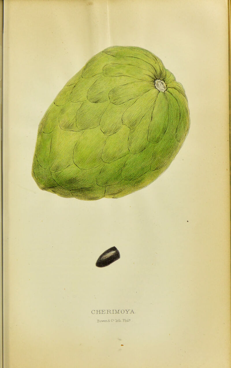 CHERIMOYA. 3owen& C'^ litl. Thii?- •