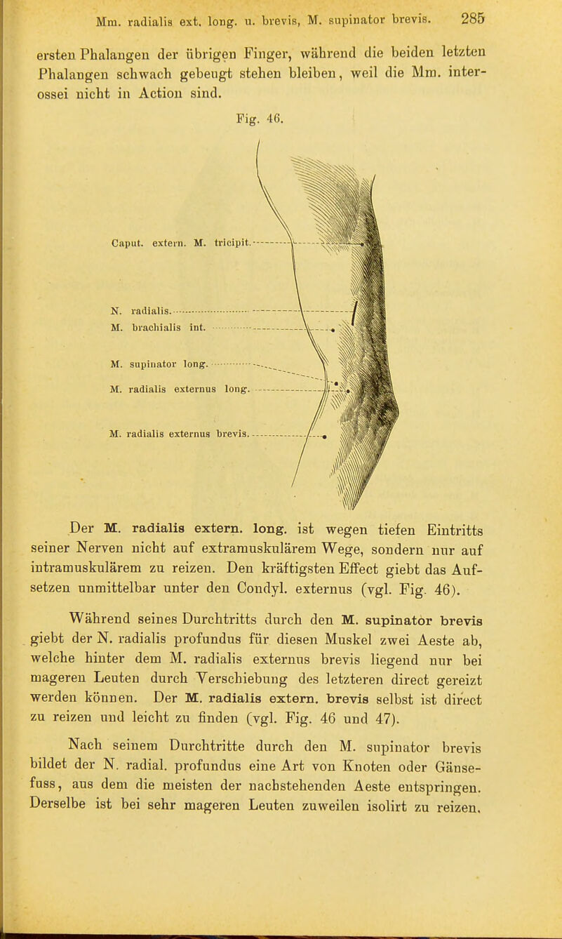 ersten Phalangen der übrigen Finger, während die beiden letzten Phalangen schwach gebengt stehen bleiben, weil die Mra. inter- ossei nicht in Actiou sind. Fig. 46. Der M. radialis extern, long, ist wegen tiefen Eintritts seiner Nerven nicht auf extramuskulärem Wege, sondern nur auf intramuskulärem zu reizen. Den kräftigsten Effect giebt das Auf- setzen unmittelbar unter den Condyl. externus (vgl. Fig. 46). Während seines Durchtritts durch den M. supinator brevis giebt der N. radialis profundus für diesen Muskel zwei Aeste ab, welche hinter dem M. radialis externus brevis liegend nur bei mageren Leuten durch Yerschiebung des letzteren direct gereizt werden können. Der M. radialis extern, brevis selbst ist direct zu reizen und leicht zu finden (vgl. Fig. 46 und 47). Nach seinem Durchtritte durch den M. supinator brevis bildet der N. radial, profundus eine Art von Knoten oder Gänse- fuss, aus dem die meisten der nachstehenden Aeste entspringen. Derselbe ist bei sehr mageren Leuten zuweilen isolirt zu reizen.