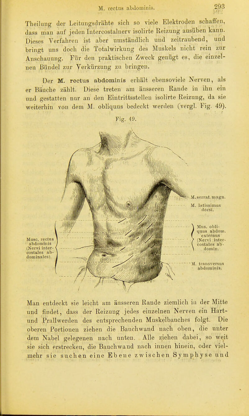 Theilimg der Leitungsdrähte sich so viele Elektroden schaffen, dass mau auf jeden lutercostalnerv isolirte Reizung ausüben kann. Dieses Verfahren ist aber umständlich und zeitraubend, und bringt uns doch die Totalwirknug des Muskels nicht rein zur Anschauung. Für den praktischen Zweck genügt es, die einzel- ueu Bündel zur Verkürzung zu bringen. Der M. roctus abdominis erhält ebensoviele Nerven, als er Bäuche zählt. Diese treten am äusseren Rande in ihn ein und gestatten nur an den Eintrittsstelleu isolirte Reizung, da sie weiterhin von dem M. obliquus bedeckt werden (vergl. Fig. 49). Fig. 49. Man entdeckt sie leicht am äusseren Rande ziemlich in der Mitte und findet, dass der Reizung jedes einzelnen Nerven ein Hart- und Prallwerden des entsprechenden Muskelbauches folgt. Die oberen Fortionen ziehen die Bauchwand nach oben, die unter dem Nabel gelegenen nach unten. Alle ziehen dabei, so weit sie sich erstrecken, die Bauchwand nach innen hinein, oder viel- mehr sie suchen eine Ebene zwischen Symphyse und