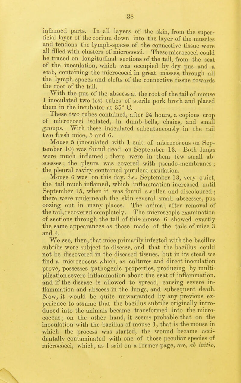 inflamed parts. In all layers of the skin, from the super- ficial layer of the coriura down into the layer of the muscles and tendons tlie lymph-spaces of the connective tissue were all filled with clusters of micrococci. These micrococci could be traced on longitudinal sections of the tail, from the seat of the inoculation, which was occupied by dry pus and a scab, containing the micrococci in great masses, through all the lymph spaces and clefts of the connective tissue towards the root of the tail. With the pus of the abscess at the root of the tail of mouse 1 inoculated two test tubes of sterile pork broth and placed them in the incubator at 35° C. These two tubes contained, after 24 hours, a copious crop of micrococci isolated, in dumb-bells, chains, and small groups. With these inoculated subcutaneously in the tail two fresh mice, 5 and 6. Mouse 5 (inoculated with 1 cult, of micrococcus (m Sep- tember 10) was found dead on September 13. Both lungs were much inflamed; there were in them few small ab- scesses ; the pleura was covered with pseudo-membranes ; the pleural cavity contained purulent exudation. Mouse 6 was on this day, i.e., September 13, very quiet, the tail much inflamed, which inflammation increased until September 15, when it was found swollen and discoloured ; there were underneath the skin several small abscesses, pus oozing out in many places. The animal, after removal of the tail, recovered completely. The microscopic examination of sections through the tail of this- mouse 6 showed exactly the same appearances as those made of the tails of mice 3 and 4. We see, then, that mice primarily infected with the bacillus subtilis were subject to disease, and that the bacillus could not be discovered in the diseased tissues, but in its stead we find a micrococcus which, as cultures and direct inoculation prove, possesses pathogenic properties, producing by multi- plication severe inflammation about the seat of inflammation, and if the disease is allowed to spread, causing severe in- flammation and abscess in the lungs, and subsequent death. Now, it would be quite unwarranted by any previous ex- perience to assume that the bacillus subtilis originally intro- duced into the animals became transformed into the micro- coccus ; on the other hand, it seems probable that on the inoculation with the bacillus of mouse 1, that is the mouse in which the process was started, the wound became acci- dentally contaminated with one of those peculiar species of micrococci, which, as I said on a former page, are, of) initio,