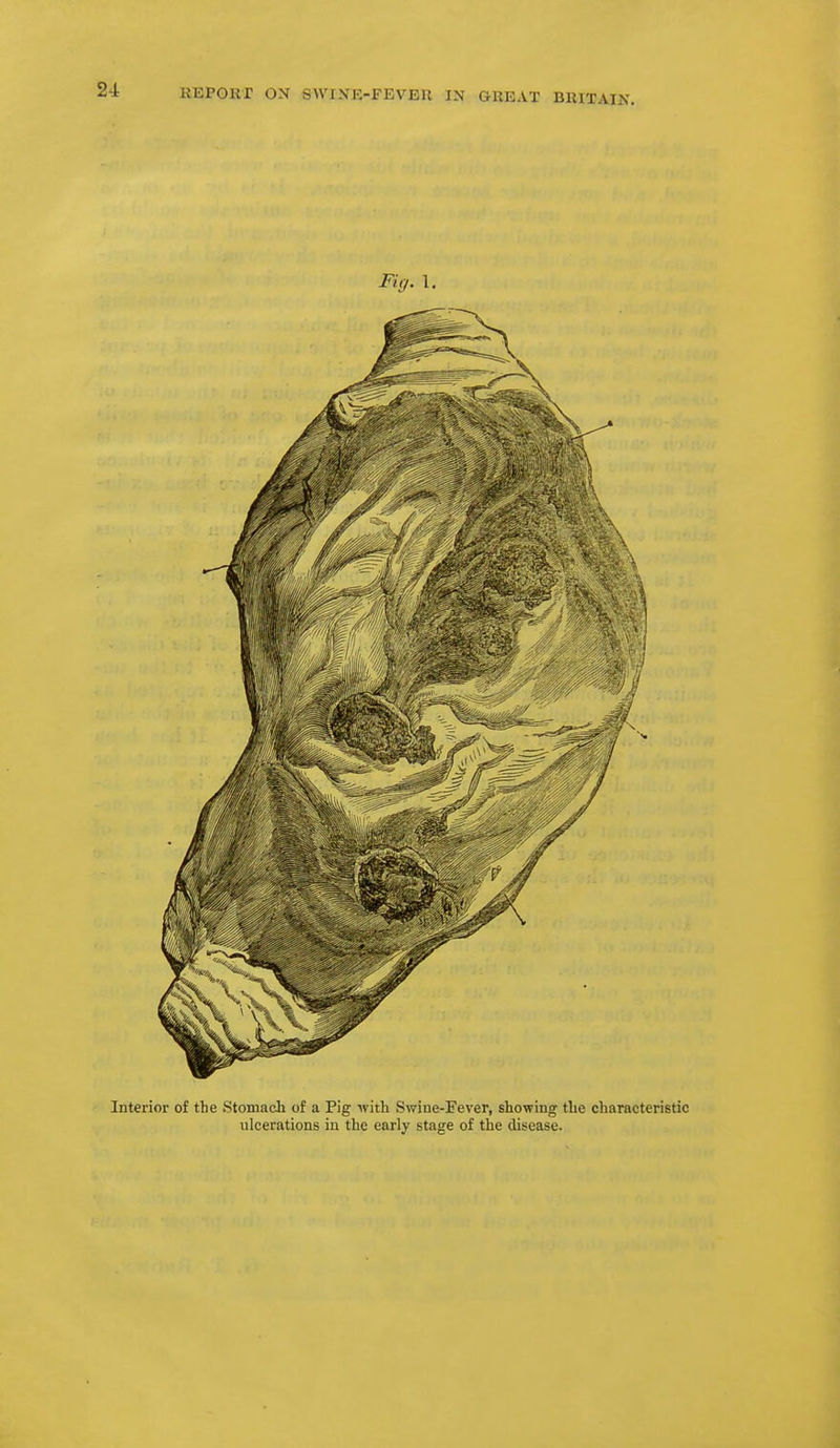 Interior of the Stomach of a Pig with Swine-Fever, showing the characteristic ulcerations in the early stage of the disease.