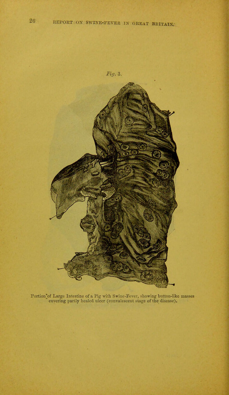 Fig. 3. Portion'of Large Intestine of a Pig mth S wine-Fever, showing button-like masses covering partly healed ulcer (convalescent stage of the disease).
