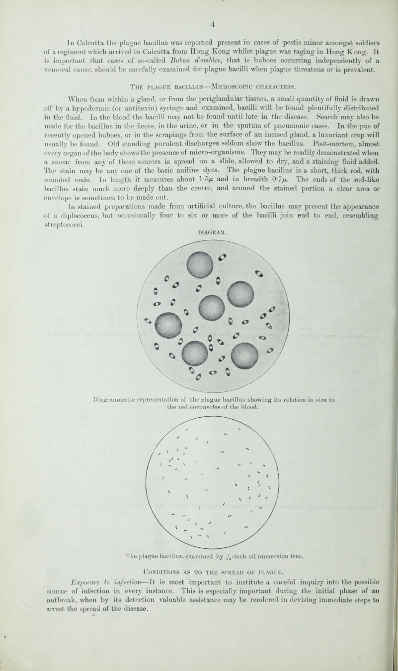 In Calcutta the plague bacillus was reported present in cases of pestis minor amongst soldiers of a regiment which arrived in Calcutta from Hong Kong whilst plague was raging in Hong Kong. It is important that cases of so-called Bubon d’emblee, that is buboes occurring independently of a venereal cause, should be carefully examined for plague bacilli when plague threatens or is prevalent. The plague bacillus—Microscopic characters. When from within a gland, or from the periglandular tissues, a small quantity of fluid is drawn off by a hypodermic (or antitoxin) syringe and examined, bacilli will be found plentifully distributed in the fluid. In the blood the bacilli may not be found until late in the disease. Search may also be made for the bacillus in the fasces, in the urine, or in the sputum of pneumonic cases. In the pus of recently opened buboes, or in the scrapings from the surface of an incised gland, a luxuriant crop will usually be found. Old standing purulent discharges seldom show the bacillus. Post-mortem, almost every organ of the body shows the presence of micro-organisms. They may be readily demonstrated when a smear from any of these sources is spread on a slide, allowed to dry, and a staining fluid added. The stain may be any one of the basic aniline dyes. The plague bacillus is a short, thick rod, with rounded ends. In length it measures about 1'5/u. and in breadth 0'7/a. The ends of the rod-like bacillus stain much more deeply than the centre, and around the stained portion a clear area or envelope is sometimes to be made out. In stained preparations made from artificial culture, the bacillus may present the appearance of a diplococcus, but occasionally four to six or more of the bacilli join end to end, resembling streptococci. DIAGRAM. Diagrammatic representation of the plague bacillus showing its relation in size to the red corpuscles of the blood. The plague bacillus, examined by y^-inch oil immersion lens. Conditions as to the spread oe plague. Exposure to infection—It is most important to institute a careful inquiry into the possible source of infection in every instance. This is especially important during the initial phase of an outbreak, when by its detection valuable assistance may be rendered in devising immediate steps to arrest the spread of the disease.