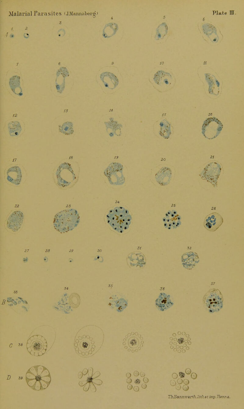 Malarial Parasites (JMnnnaborg.) Plate ID. ° 4 5 g 10 11 13 IS ■Of 16 '5 # i7 - YS YS 20 21 22 23 24 * • « I 25 26 27 25 25 30 32 33 34 iff- 35 36 3 ■ i • - 7?ii>'s nftW*rfA. .i tfctt imp. 12enr.&.