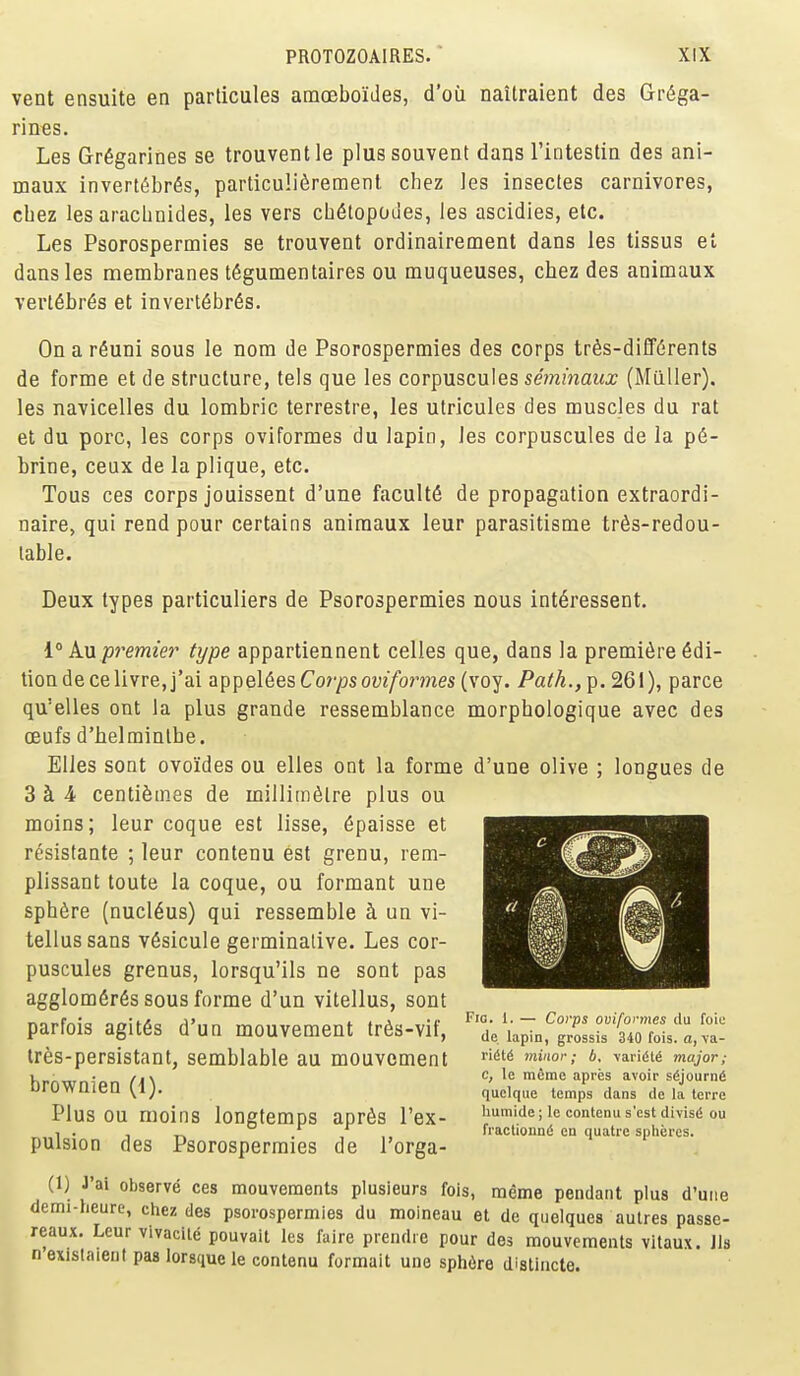 vent ensuite en particules amoeboides, d'oii naitraient des Gr6ga- rin€s. Les Gr6garines se trouventle plussouvent dans I'intestin des ani- maux invert6br6s, particu!i6remenl chez Jes insectes carnivores, cbez les arachnides, les vers cb6lopoues, les ascidies, etc. Les Psorospermies se trouvent ordinairement dans les tissus el dans les membranes t6gumentaires ou muqueuses, chez des animaux Yert6br6s et invert6br6s. On a r^uni sous le nora de Psorospermies des corps trfis-diffdrenls de forme et de structure, tels que les corpuscuies smma«<x (Milller), les navicelles du lombric terrestre, les utricules des muscles du rat et du pore, les corps oviformes du lapin, les corpuscules de la p(5- brine, ceux de la plique, etc. Tons ces corps jouissent d'une faculty de propagation extraordi- naire, qui rend pour certains animaux leur parasitisme tr6s-redou- lable. Deux types particuliers de Psorospermies nous int^ressent. k\i pi'emie}' type appartiennent celles que, dans la premiere Edi- tion deceUvre,j'ai appe\6es Co7'ps ovifoi'mes (voy. Pa^A., p. 261), parce qu'elles ont la plus grande ressemblance morphologique avec des oeufs d'helminlbe. Elies sont ovoi'des ou elles ont la forme d'une olive ; longues de 3 k 4 centifemes de milliinSlre plus ou moins; leur coque est lisse, ^paisse et resistante ; leur contenu est grenu, rem- plissant toute la coque, ou formant une sphere (nucleus) qui ressemble h un vi- tellussans v6sicule germinalive. Les cor- puscules grenus, lorsqu'ils ne sont pas agglom6r6s sous forme d'un vitellus, sont parfois agit6s d'un mouvement tr6s-vif, tres-persistant, semblable au mouvement brownien (1). Plus ou moins longtemps aprfis I'ex- pulsion des Psorospermies de I'orga- (1) J'ai observe ces mouvemonts plusleurs fois, meme pendant plus d'une demi-heure, chez des psorospermies du moineau et de quelques autres passe- reaux. Leur vivacite pouvait les faire prendre pour des mouvemenls vitaux. Jla n exislaient pas lorsque le contenu formait une sphere disllncte. mm Fig. 1. — Corps oviformes da foic de lapin, grossis 340 fois. a, \a- ri(!t6 minor; b, varidl^ major; c, le meme apres avoir s(;journ6 quclqiie temps dans de la Icrre liumide; le contenu s'est divis(! ou fractiounfi en quatrc spheres.