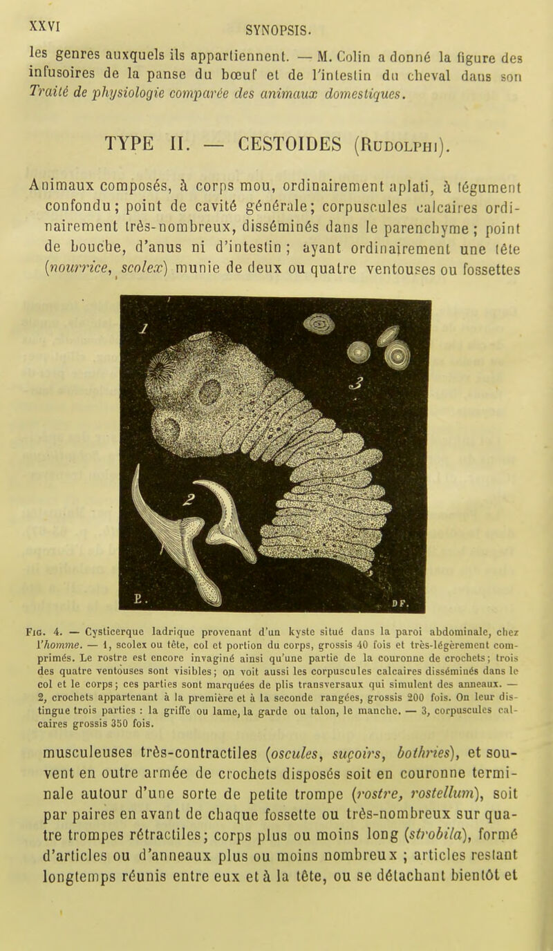 ^^VI SYNOPSIS. les genres aiixquels ils apparliennent. — M. Colin a donn6 la figure des infusoires de la panse du bocuf el de I'inleslin dii clieval dans son Ti'cdle de physiologie comparde des animaux domestiques. TYPE II. — CESTOIDES (Rudolphi). Animaux composes, h corps mou, ordinairement aplali, h (6gument confondu; point de cavit6 g^n6rale; corpuscules calcaires ordi- nairement lr6s-nombreux, diss6min6s dans le parencliyme ; point de Louche, d'anus ni d'inteslin ; ayant ordinairement une I6te {nou7Ttce, scolex) munie de deux ou qualre ventouses ou fossettes Fig. 4. — Cyslicerque ladrique provenant d'un kyste shu6 dans la parol abdomioalc, cliez I'homme. — 1, scolex ou tete, col et portion du corps, grossls 40 fois et tres-ligerement com- prim^s. Le rostre est encore invaginS ainsi qu'une partie do la couronne de crochets; trois des quatre ventouses sont visibles; on voit aussi les corpuscules calcaires diss^mia^s dans le col et le corps; ccs parties sont marqudes de plis transversaux qui simulcnt des anneaux. — 2, crochets appartcnant a la premiere cl a la seconde rangdes, grossis 200 fois. On Icur dis- tingue trois parties : la grifl'e ou lame, la garde ou talon, le manchc. — 3, corpuscules cal- caires grossis 350 fois. musculeuses tr6s-contractiles {oscules, sugoirs, bothries), et sou- vent en outre arm6e de crochets disposes soil en couronne termi- nale autour d'une sorte de petite trompe {rostre, rostellum), soit par paires en avant de chaque fosselte ou Irfis-nombreux sur qua- tre trompes rtStractiles; corps plus ou moins long {strobila), form6 d'articles ou d'anneaux plus ou moins nombreux ; articles reslant longlemps r(Sunis entre eux et i la t6te, ou se d6tachant bienlfit et