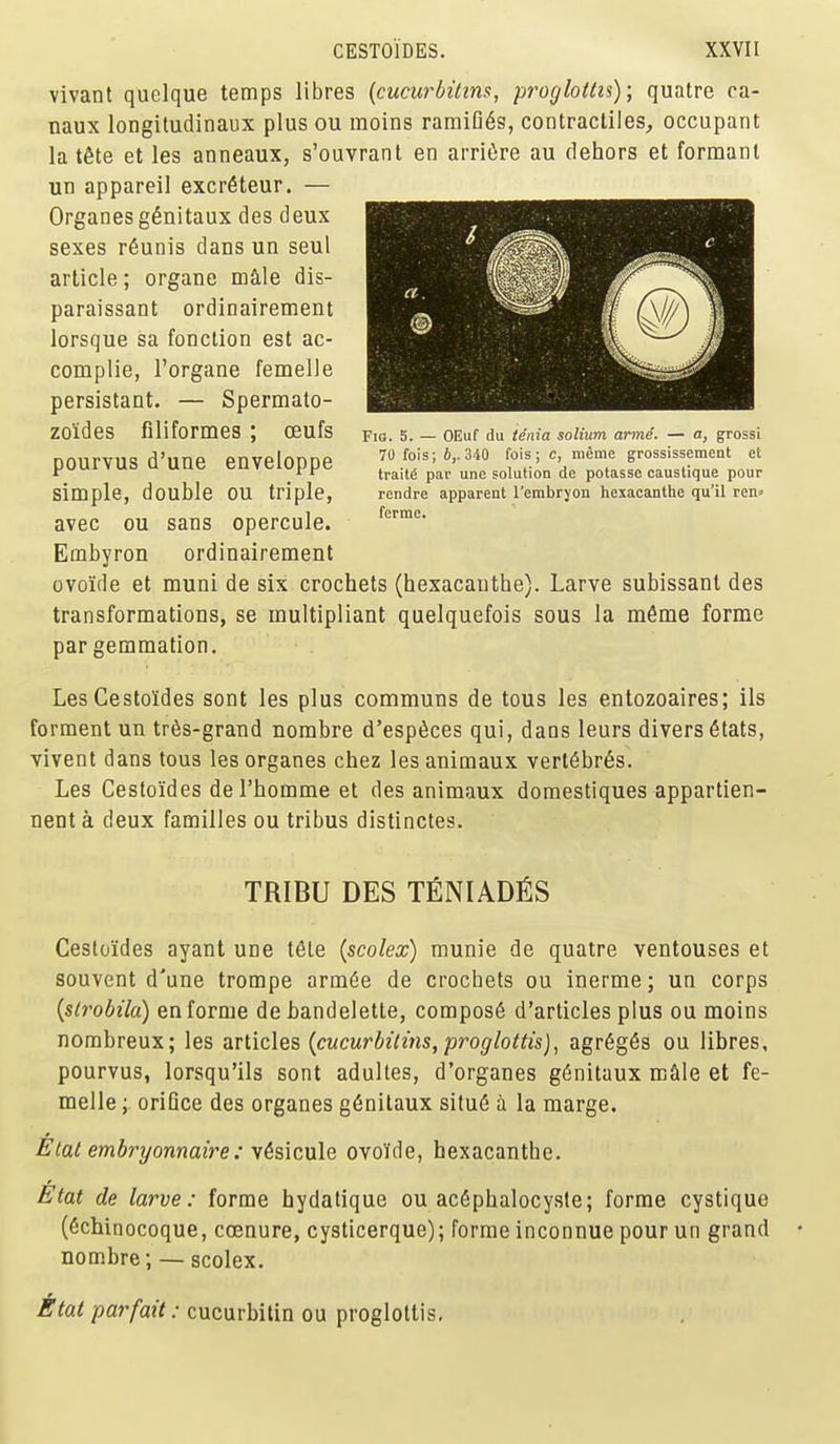 vivant quelque temps libres {cucwbilins, proglottid); quatre ca- naux longiludinaux plus ou moins ramifies, contracliles, occupant la tfite et les anneaux, s'ouvrant en arri^re au dehors et formanl un appareil excr6teur. — Organes g^nitaux des deux sexes r6unis dans un seul article; organe mftle dis- paraissant ordinairement lorsque sa fonction est ac- complie, I'organe femelle persistant. — Spermato- zoldes filiformes; CEufs pourvus d'une enveloppe simple, double ou triple, avec ou sans opercule. Embyron ordinairement ovoide et muni de six crochets (hexacauthe). Larve subissant des transformations, se multipliant quelquefois sous la mfime forme par gemmation. LesCestoIdes sont les plus communs de tons les entozoaires; lis ferment un tr6s-grand norabre d'esp^ces qui, dans leurs divers 6tats, vivent dans tous les organes chez lesanimaux verl6br6s. Les Cestoides del'homme et des animaux domestiques appartien- nenta deux families ou tribus distinctes. TRIBU DES TfiNIADfiS Cestoides ayant une t6te {scolex) munie de quatre ventouses et souvent d'une trompe arm6e de crochets ou inerme; un corps {slrobila) en forme de handelette, compos6 d'articles plus ou moins nombreux; les z.v\.ic\q% {cucurbitins, proglottis]^ agr6g6s ou libres, pourvus, lorsqu'ils sont adultes, d'organes g(5nitaux mSle et fe- melle orifice des organes g6nitaux situ6 a la marge. Elat embryonnaire: yk?,\cn\Q ovoide, hexacanthe. Etat de larve: forme hydatique ou ac^phalocyste; forme cystique (6chinocoque, coenure, cysticerque); forme inconnue pour un grand nombre; — scolex. 6 tat par fait: cucurbilin ou proglottis. Fig. S. — OEuf du tenia solium anne. — a, grossi 70 fois; 6,-340 fois; c, meme grossissement et traits par une solution de potasse caustique pour rcndre apparent I'embryon hexacanthe qu'il ren» ferme.