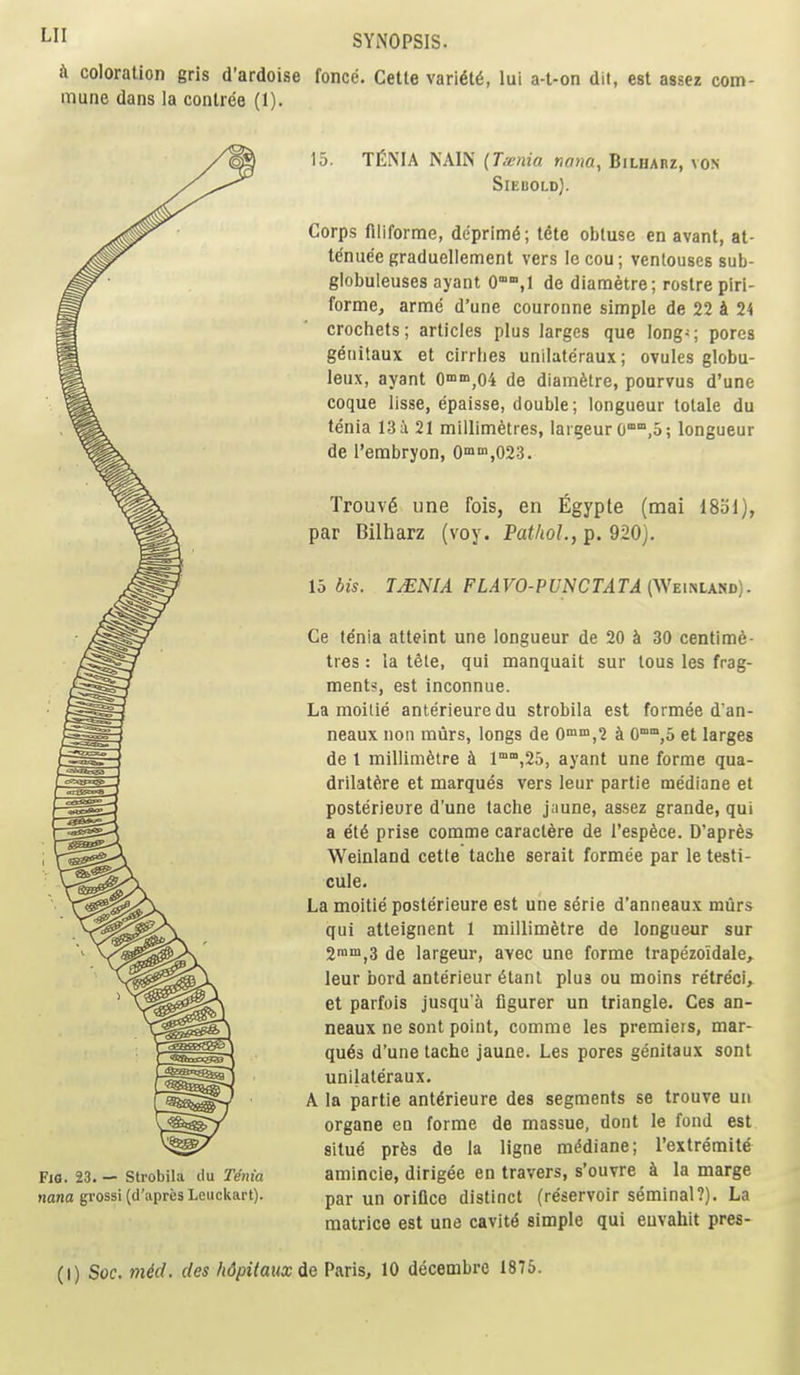 k coloration grls d'ardoise fence. Cetle vari6t6, lui a-l-on dit, est assez com- mune dans la conlree (1). 15. TCNIA NAIN (Txnia nana, Bilharz, von Siebold). Corps flliforme, deprim^; lete obtuse en avant, at- te'nue'e graduellement vers lecou; venlouses sub- globuleuses ayant 0°°,1 de diametre; rostre piri- forme, arme d'une couronne simple de 22 k 24 crochets; articles plus largos que longs pores genitaux et cirrlies unilate'raux; ovules globu- leux, ayant 0°»>,04 de diametre, pourvus d'une coque lisse, epaisse, double; longueur tolale du tenia 13 i 21 millimetres, largeur 0°,o; longueur de I'embryon, 0''n,023. Fig. 23. — Strobila du nnia nana grossi (d'apres Leuckart). Trouv6 une fois, en Egypte (mai 18ol), par Bilharz (voy. Pathol., p. 920). 15 bis. T/ENIA FLAVO-PUNCTATA (VfEmiKm). Ce tenia atteint une longueur de 20 k 30 centime- tres : la tete, qui manquait sur tous les frag- ments, est inconnue. La moitie anterieuredu strobila est formee dan- neaux non murs, longs de 0'^'^,1 k ^'.o et larges de 1 millimetre k 1°°,25, ayant une forme qua- drilatere et marques vers leur partie me'diane et posterieore d'une tache jaune, assez grande, qui a et6 prise comme caraclere de I'espece. D'apres Weinland cette tache serait formee par le testi- cule. La moitie posterieure est une serie d'anneaux murs qui atteignent 1 millimetre de longueur sur 2,3 de largeur, avec une forme trapezoidale^ leur bord anterieur 6tant plus ou moins retreci,^ et parfois jusqu'a figurer un triangle. Ces an- neaux ne sont point, comme les premieis, mar- ques d'une tache jaune. Les pores genitaux sont unilateraux. A la partie ant^rieure des segments se trouve un organs en forme de massue, dont le fond est situe prfes de la ligne m^diane; I'extremite amincie, dirigee en travers, s'ouvre k la marge par un orifice distinct (reservoir seminal?). La matrice est une cavitd simple qui euvahit pres- (I) Soc. mid. des hdpitanxde Paris, 10 decembre 1875.