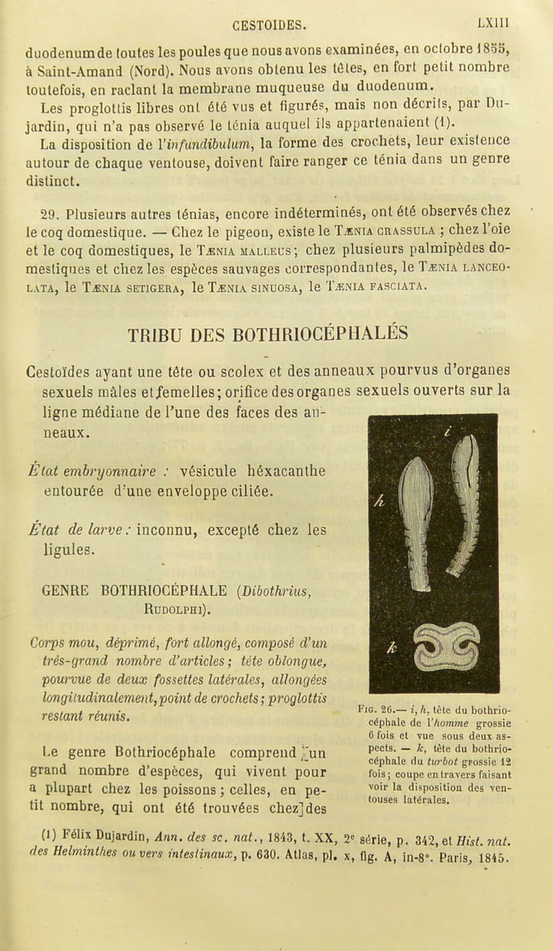 CESTOIDES. LXllI duodenum de loutes les poules que nous avons examinees, en oclobre 18S5, k Saint-Amand (iNord). Nous avons oblenu les l<3les, en fort petit nombre loulefois, en raclant la membrane muqueuse du duodenum. Les proglottis libres ont 6t6 vus et figures, mais non d^crils, par Du- jardin, qui n'a pas observe le tenia auquel ils appartenaient (1). La disposition de I'infundibulum, la forme des crochets, leur existence autour de chaque ventouse, doivent faire ranger ce tenia dans un genre distinct. 29. Plusieurs autres l6nias, encore ind6termines, ont 6t§ observes chez le coq domestique. — Chez le pigeon, existe le Taenia crassula ; chez Toie et le coq domestiques, le T^nia mallel's; chez plusieurs palmipedes do- mestiques et chez les espi^ces sauvages correspondantes, le T^nia lanceo- LATA, le T^NIA SETIGERA, le T^NIA SINUOSA, le T^NIA FASCIATA, TRIBU DES BOTHRIOCEPHALES Cestoides ayant una t^te ou scolex et des anneaux pourvus d'organes sexuels males et/emelles; orifice des organes sexuels ouverts sur la ligne m6diane de Tune des faces des an- neaux. Etat embryonnaire : v6sicule h6xacanthe eatour6e d'une enveloppe ciU6e. Etat de larve: inconnu, excepts chez les ligules. GENRE BOTHRIOCEPHALE {Dibothrius, RUDOLPHl). Corps mou, deprime, fort allonge, compose d'un tres-grand nombre d'articles; tete oblongue, pourvue de deux fossettes latirales, aUongees longiludinalement, point de crochets; proglottis resiant riunis. Le genre Bolhrioc6phale comprend Tun grand nombre d'especes, qui vivent pour a plupart chez les poissons; celles, en pe- tit nombre, qui ont 6t6 lrouv6es chez] des (1) F61ix Dujardin, Am. des sc. nat., 1843, t. XX, 2« S(5rie, p. 342, el Hist. nal. des Helminthes ouvers intesHnaux,^. 630. Atlas, pL x, (Ig. A, in-8°. Paris, 1845. Fig. 26.— i, h, tete du bothrio- c^phale de I'tiomme grossie 6 fois et -vue sous deux as- pects. — k, tete du bothrio- c^phale du turbot gpossie 12 fois; coupe entravers faisant voir la disposition des ven- touses lat^rales.