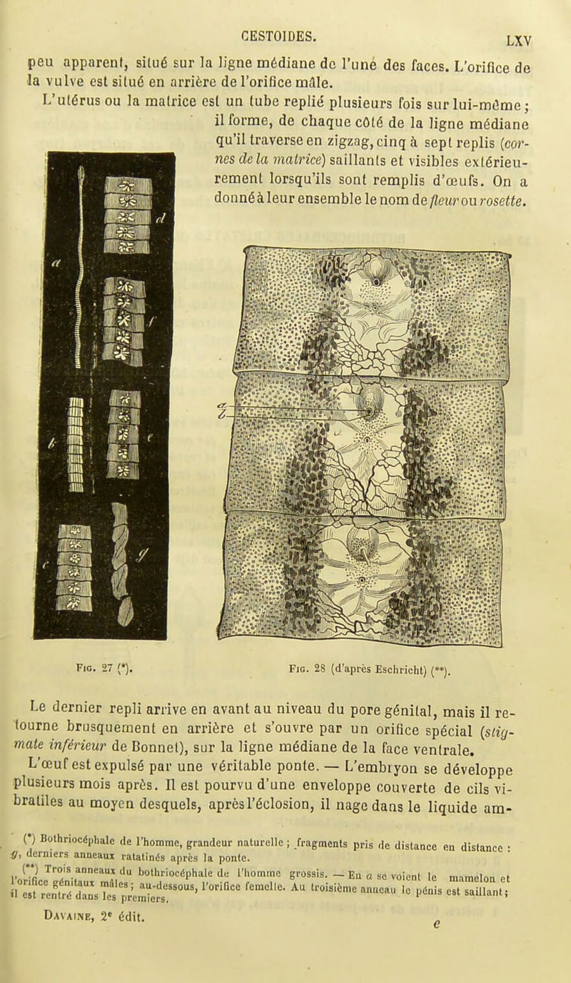 peu apparent, silu6 sur la ligne m6diane dc I'une des faces. L'orifice de la vulve est silue en arri^re de l'orifice mAle. L'ut^rus ou la malrice est un tube replie plusieurs fois sur lui-m<5me; il forme, de chaque c6l6 de la ligne m6diane qu'il traverse en zigzag, cinq i septreplis (cor- nes dela matrice) saillants et visibles ext^rieu- rement lorsqu'ils sont remplis d'oeufs. On a donngJi leur ensemble le nom de fleur ou rosette. I ■ ■ 1 ' il'-x.jiir. Z :f-iiir Fic. 27 {*). Fig. 28 (d'apres Eschricht) (**). Le dernier repli arrive en avant au niveau du pore genital, mais il re- lourne brusquement en arri^re et s'ouvre par un orifice special {slig- mate inferieur de Bonnet), sur la ligne m^diane de la face ventrale. L'ffiuf estexpuls6 par une veritable ponte. — L'embiyon se d6veloppe plusieurs mois apr^s. II est pourvu d'une enveloppe couverte de cils vi- bratiles au moyen desquels, apresl'^closion, il nage dans le liquide am- (•) Bothrioc^phale de I'homme, grandeur naturelle ; .fragments pris de distance en distance • a, dormers anueaux ratatinis aprcs la ponte. '''hriocdphale de I'homme grossis. _ Ea a se voient le mamelon et !u?;e„t;SsTf pVe^Lt^' ''''''' ^'^'^-^ ^'^'^ ^^^^^ Davaine, 2' 6<lit. g