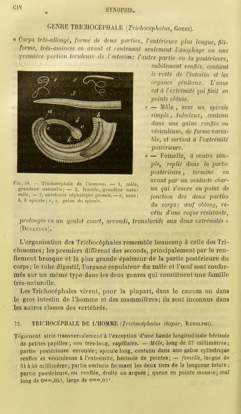 GENRE TRICHOCEPHALE {Trichocephalus, Goeze). « Corps trh-allo7}g6, formd de deux parties, I'antirieure plus longue, pi- forme, tris-amincie en avant et contemnt seulement Vmophage ou une premiere porlion loruleuse de I'inteslin; Vautre partie ou la poslMeure, subitement renfU-e, contient le reste de I'inteslin et les organes genitaux. L'anus est d I'extrimiti qui finit en pointe obtuse. « — MAIe , avec un spicule simple, tubuleux, contenu dans une gaine renflee ou vMculeuse, de forme varia- ble, et sortant d Vextrimiti posl^rieure. « — Femelle, a ovaire sim- ple, replie dans la partie posterieure, termini en avant par un ovidude char- nu qui s'ouvi'e au point de jomtion des deux parties du corps; OEuf oblong, re- vHu d'une coque resislante, prolongee en un goulot court, arrondi, translucide aux deux extremites » (Dujahdin). L'organisation des Trichoc^phales ressemble beaucoup a celle des Tri- chosomes; les premiers dilT^reiit des seconds, principalement par le ren- flement brusque et la plus grande epaisseur de la parlie posterieure du corps; le tube digestif, I'organe copulateur du mcile et I'ceuf sont confor- m6s sur un mCme type dans les deux genres qui constituent une famille tres-naturelle. Les Trichoc^phales vivenl, pour la plupart, dans le ccEciim ou dans le gros inteslin de I'homme et des mammif^res; ils sont inconnus dans les aulres classes des vertebras. Fig. 58. — Tricliocepliale de I'homme. — 1, male, grandeur naturelle; — 2, femelle, grandeur natu- relle; — 3, extremite ceplmliquo grossie. — a, anus; h, b spicule ; c, c, gaine du spicule. 72. TRICHOCfiPHALE DE L'HOMME {Trichociphalus dispar, Rudolphi). Tegument sirie transversalemeiil h I'e.xception d'une bande longitudlnale heriss^e de petiles papilles ; cou trfes-loiig, capillaire. — Mdle, long de 3 millimetres; partie posterieure enroulee; spicule long, contenu dans une gaine cylindrique renflee et vesiculeuse k I'extrcmile, tierissee de pointes; — femelle, longue de 34 Ji50 millimferes; partie amincie formanf les deux tiers de la longueur totale; partie posl<5rieure, ou renflee, droite ou arque'e ; queue en pointe mousse; oeuf long de 0n,053, large de O'n'n.O-i'.
