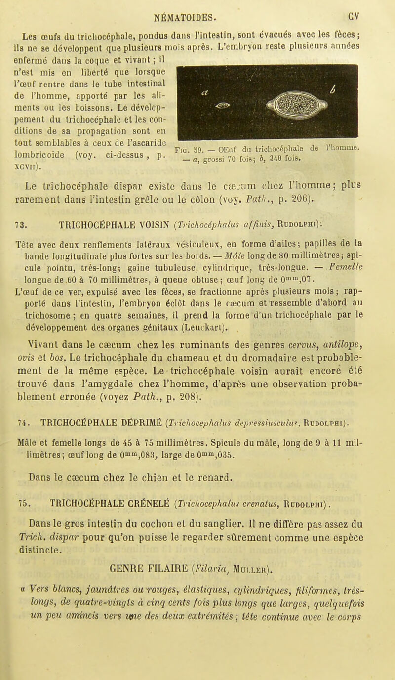 Les oeufs du tricliocepliale, pondus dans I'inteatin, sont evacue's avec les feces; ils ne 86 developpeiit queplusieurs niois apres. L'embryon reste plnsieura ann^es enferme dans la coque et vivaiit; il n'esl mis en liberie que loisqiie Tceuf rentre dans le lube inlestinal de I'homme, appoite par les ail- ments ou les boissons. Le develop- pement du Irichocephale et les con- ditions de sa propagation sont en tout semblables a ceux de I'ascaride lombricoide (voy. ci-dessus , p. xcvii). Fig. b9. — OEuf du tricliocepliale — a, grossi 70 fois; b, 340 fois. riiomme. Le IrichocSphale dispar existe dans le cteciim chez riiomme; plus rarement dans I'inteslin grfile ou le cOIon (voy. Path., p. 206). 73. TRICHOCEPHALE VOISIN (Trichocdphalus affinis, Rddolphi); Tete avec deux renflements lateraux vesiculeux, en forme d'ailes; papilles de la bands longitudinale plus fortes sur les bords. — it/d/e longde 80 millimetres; spi- cule pointu, tr^s-long; gaine tubuleuse, cylimlrique, tr6s-longue. — Femelle longue de.eOi 70 millimetre?, ^ queue obtuse; a3uf long de 0'™,07. L'oeuf de ce ver, expulse avec les feces, se fractionne apres plusieurs mois; rap- porte dans I'inlestin, I'embryon ficlot dans le cascum et ressemble d'abord au trichosome; en quatre semaines, il prend la forme d'un trichociiphale par le developpement des organes g^nitaux (Leuukart). Vivant dans le csecum chez les ruminants des genres cervus, anlilope, ovis et bos. Le Irictiocephale du chameaa et du dromadaire eat probable- ment de la m6me esp6ce. Le tricliocepliale voisin aurait encore 6t6 trouv6 dans I'amygdale chez riiomme, d'apr(is une observation proba- blement erronee (voyez Path., p. 208). 74. TRICHOCfiPHALE DEPRIME {Tric/tocephalus depressiuscului, Rddolphi). Male et femelle longs de 45 k 75 millimetres. Spicule du male, long de 9 a 11 mil- limetres; oeuf long de 0™'n,083, large de0™™,035. Dans le caecum chez le chien et le renard. 75. TRICHOCfiPHALE CRfiNEL^ [Trichocephalm crenatus, Rudolphi) . Dans le gros inleslin du cochon et du sanglier. II ne diffiire pas assez du Trich. dispar pour qu'on puisse le regarder sClrement comme une espece dislincte. GENRE FILAIRE {Filaria, Mui.ler). « Vers blancs, jaundtres ou rouges, elastiqves, cylindriques, piformes, Iris- longs, de quatre-vingts d cinq cents fois plus longs que larges, quelquefois un peu amincis vers we des deux extrimites; lite continue avec le corps