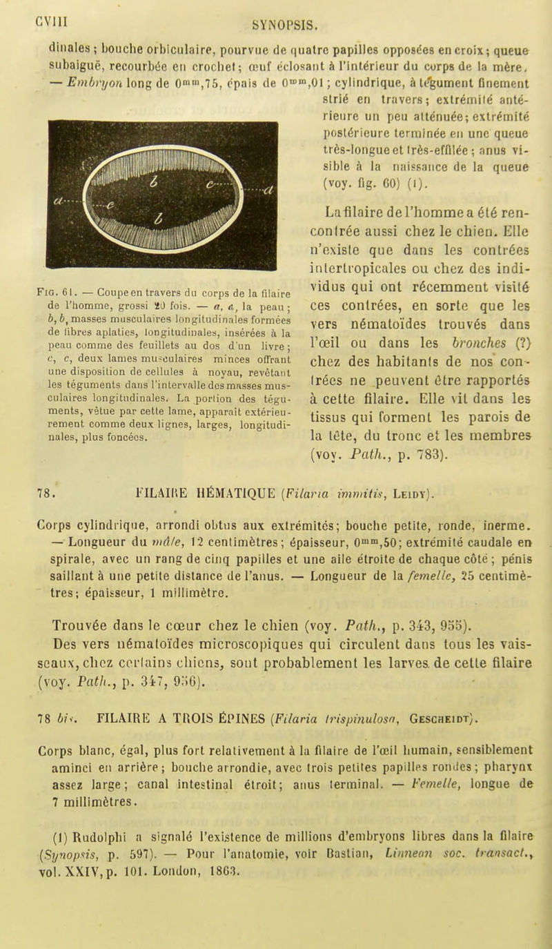 CVllI (liiiales ; bouclie orbiculaire, pourvue de (|uatrc papillcs opposdes en croix; queue subaigue, recourbiie eii crocliel; (cuf (iclosaiit k I'inldrieur du corps de la mfere. — Embryon long de 0>,75, cpais de 0«n,01; cylindrique, i U''gument finement slrie en travers; extremile ante- rieure un peu attenude; exlr^mite I)osl6rieurc lerminee en unc queue tr6s-longueet Irfis-effll^e; anus vi- sible h la naissance de la queue (voy. fig. GO) (I). Lufilaire deriioramea 616 ren- conlr^e aiissi chez le chien. Elle n'oxisle que dans les conti'6es irilcrtiopicales ou chez des indi- vidus qui ont r^cemment visits ces conlrees, en sortc que les vers n^matoides trouv^s dans I'ceil ou dans les broaches (?) chez des habitanis de nos con- lrees ne peuvent Otre rapportes a cette filaire. Elle vil dans les tissus qui forraent les parois de la I6te, du Irone et les membres (voy. Path., p. 783). 78. FILAIHE HfiMATIQUE (Filaria imwiti.s; Leidv). Corps cylindrique, arrondi obtus aux exlremitcs; bouche petite, ronde, inerme. — Longueur du vid/e, 12 cenlimfetres; ^paisseur, 0°i,50; extremile caudale en spirale, avec un rang de cinq papilles et une alle etroite de chaque cote ; penis saillant a une petite distance de I'anus. — Longueur de la femellc, 25 centime- tres; epaisseur, 1 millimetre. Trouv6e dans le coeur chez le chien (voy. Path., p. 343, 955). Des vers n6maloides microscopiques qui circulent dans lous les vais- seaux, choz cei'lains cliicns, soul probablement les larves. de cetle filaire (voy. Path., p. 3i7, 9:;G). 78 6?v, FILAIRK A TROIS fiPINES {Fi/aria Irispiiiulosn, Gescheidt). Corps blanc, egal, plus fort relativement k la filaire de I'oeil humain, sensiblement aminci en arriSre; bouche arrondie, avec trois peliles papillss ronJes; pharynx assez large; canal intestinal eiroit; anus terminal. — Femelle, longue de 7 millimetres. (1) Rudolphi a signale I'existence de millions d'enibryons libres dans la filaire {St/nop-ns, p. 597). — Pour ranatomle, voir Bastian, Linneon soc. transact., vol. XXIV.p. 101. London, 186-3. Fig. 61. — Coupe en travers dii corps de la filaire de riiomme, grossi HO fois. — a, a, la peaii; 6,4, masses musculaires longitudinales formecs de libres aplaties, longitudinales, inserees a la pcau comme des feuillets au dos d'un livre; <;, c, deux lames mu-eulaires minces offranl une disposition de cellules a noyau, revetaiil les teguments dans I'intervalle des masses mus- culaires longitudinales. La portion des tegu- ments, vetue par cetle lame, apparait cxterieu- rement comme deux lignes, larges, longitudi- nales, plus fonceos.