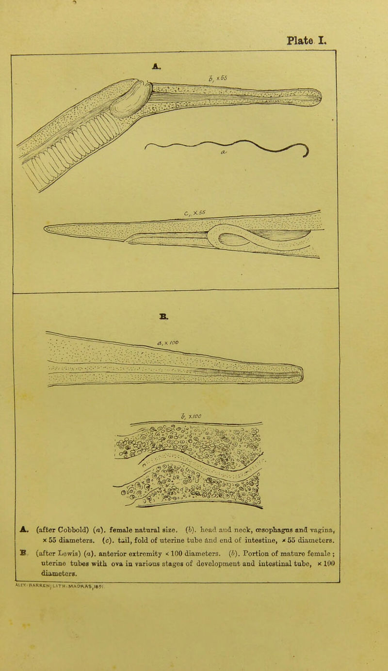 JL. (after Cobbold) (a), female natural size. (&). hoad and neck, oesophagns and va^na, X 55 diameters, (c). t,;^il, fold of uterine tube &n6. end of iatestiue, * 55 diameters. B (after Lewis) (a), anterior extremity < 100 diameters. (/'). Portion of mature female ; uterine tubes with ova in various stages of development and intestinal tube, x IW diameters. ■ BARRCNJ UlTM MADRAS,1S9I