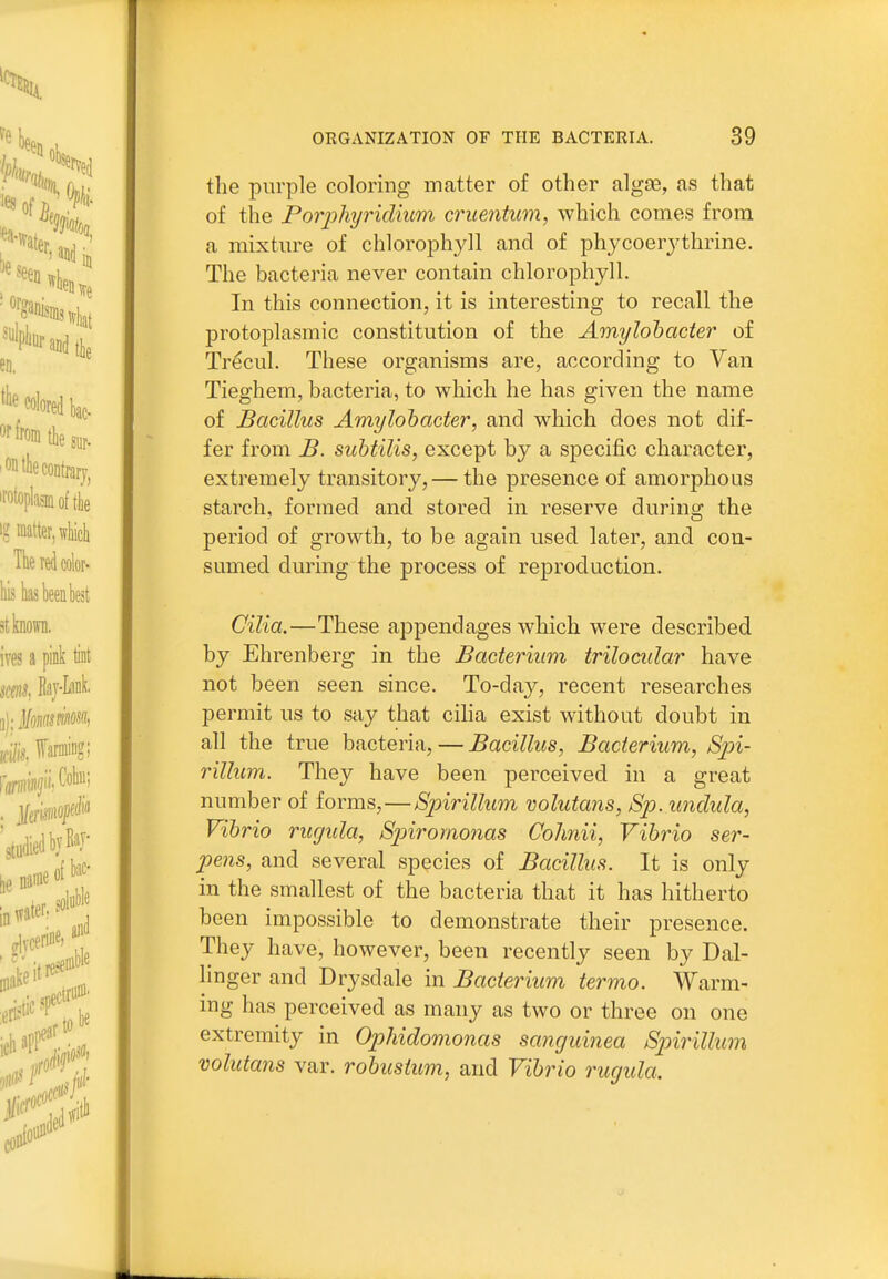 the purple coloring matter of other algae, as that of the Porphyridium cruentum, which comes from a mixture of chlorophyll and of phycoerj^thrine. The bacteria never contain chlorophyll. In this connection, it is interesting to recall the protoplasmic constitution of the Amylohacter of Tr^cul. These organisms are, according to Van Tieghem, bacteria, to which he has given the name of Bacillus Amylohacter, and which does not dif- fer from JB. subtilis, except by a specific character, extremely transitory, — the presence of amorphous starch, formed and stored in reserve during the period of growth, to be again used later, and con- sumed during the process of reproduction. Cilia.—These appendages which were described by Ehrenberg in the Bacterium trilocular have not been seen since. To-day, recent researches permit us to say that cilia exist without doubt in all the true bacteria, — Bacillus, Bacterium, Sin- rillum. They have been perceived in a great number of forms,—Spirillum volutans, 8p. undula, Vibrio rugula, Sp)iromonas Colmii, Vibrio ser- pens, and several species of Bacillus. It is only in the smallest of the bacteria that it has hitherto been impossible to demonstrate their presence. They have, however, been recently seen by Dal- linger and Drysdale in Bacterium termo. Warm- ing has perceived as many as two or three on one extremity in Ophidomonas sanguinea Spirillum volutans var. robustum, and Vibrio rugula.