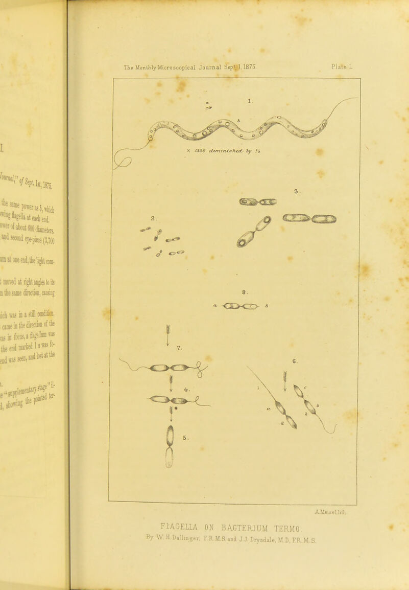 The Monthly Microscopical Journal Sep'^1.1875 8. <Jt>0 * AMoiseMitli Fl-AGELLA ON BACTERIUM TERMO. Ky H.Dall.nger, FR M.S and J.J. Drysdale, M D, ER.M.S.