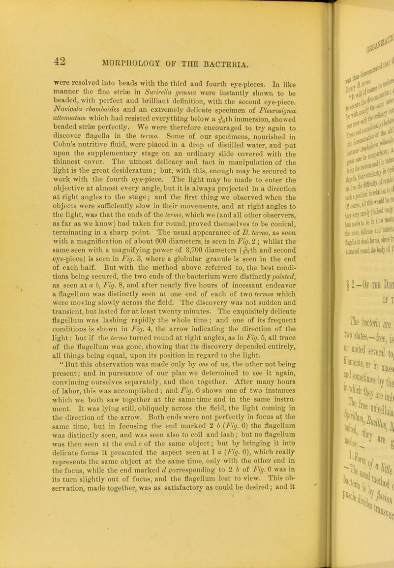 were resolved into beads with the third and fourth eye-pieces. In like manner tlie fine strias in Surirella gemma were instantly shown to be beaded, with perfect and brilliant definition, with the second eye-piece. Navicda rhomhoides and an extremely delicate specimen of Pleurositjma attenuaium which had resisted everytliing below a i^yth immersion, sliowed beaded strias perfectly. We were therefore encouraged to try again to discover flagella in the termo. Some of our specimens, nourished in Cohn's nutritive fluid, were placed in a drop of distilled water, and put upon the supplementary stage on an ordinary slide covered with the thinnest cover. The utmost delicacy and tact in manipulation of the light is the great desideratum; but, with this, enough may be secured to work with the fourth eye-piece. The light may be made to enter the objective at almost every angle, but it is always projected in a direction at right angles to the stage; and the first thing we observed when the objects were suflS.ciently slow in their movements, and at right angles to the light, was that the ends of the termo, which we (and all other observers, as far as we know) had taken for round, proved themselves to be conical, terminating in a sharp point. The usual appearance of B. termo, as seen with a magnification of about 600 diameters, is seen in Fig. 2 ; whilst the same seen with a magnifying power of 3,700 diameters (^^th and second eye-piece) is seen in Fig. 3, where a globular granule is seen in the end of each half. But with the method above referred to, the best condi- tions being secured, the two ends of the bacterium were distinctly/joi'niec?, as seen at a b. Fig. 8, and after nearly five hours of incessant endeavor a fiagellum was distinctly seen at one end of each of two termos which were moving slowly across the field. The discovery was not sudden and transient, but lasted for at least twenty minutes. The exquisitely delicate fiagellum was lashing rapidly the whole time; and one of its frequent conditions is shown in Fig. 4, the arrow indicating the direction of the light: but if the termo turned round at right angles, as in Fig. 5, all trace of the fiagellum was gone, showing tiiat its discovery depended entirely, all things being equal, upon its position in regard to the light.  But this observation was made only by one of us, the other not being present; and in pursuance of our plan we determined to see it again, convincing ourselves separately, and then together. After many hours of labor, this was accomplished ; and Fig. 6 shows one of two instances which we both saw together at the same time and in the same instru- ment. It was lying still, obliquely across the field, the light coming in the direction of the arrow. Both ends were not perfectly in focus at the same time, but in focusing the end marked 2 /) {Fig. 6) the fiagellum was distinctly seen, and was seen also to coil and lash; but no fiagellum was then seen at the end c of the same object; but by bringing it into delicate focus it presented the aspect seen at 1 a (Fig. 6), which really represents the same object at the same time, only with the other end in the focus, while the end marked cl corresponding to 2 i of Fig. 6 was in its turn slightly out of fociis, and the fiagellum lost to view. This ob- servation, made together, was as satisfactory as could be desired; and it