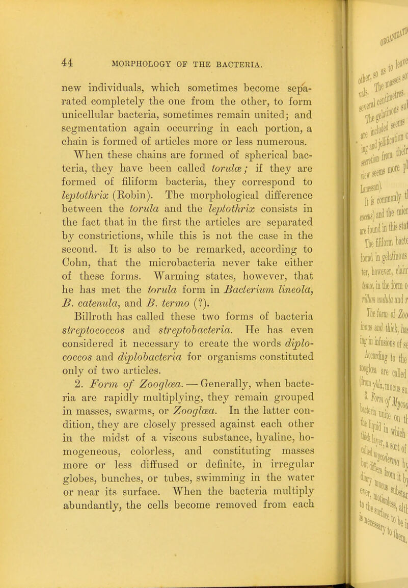 new individuals, which sometimes become sepa- rated completely the one from the other, to form unicellular bacteria, sometimes remain united; and segmentation again occurring in each portion, a chain is formed of articles more or less numerous. When these chains are formed of spherical bac- teria, they have been called iorulce; if they are formed of filiform bacteria, they correspond to leptothrix (Robin). The morphological difference between the torula and the leptothrix consists in the fact that in the first the articles are separated by constrictions, while this is not the case in the second. It is also to be remarked, according to Cohn, that the microbacteria never take either of these forms. Warming states, however, that he has met the torula form in Bacterium lineola, B. catenula, and B. termo (?). Billroth has called these two forms of bacteria streptococcos and streptohacteria. He has even considered it necessary to create the words diplo- coccos and diplohacteria for organisms constituted only of two articles. 2. Form of Zoogloea. — Generally, when bacte- ria are rapidly multiplying, they remain grouped in masses, swarms, or Zoogloea. In the latter con- dition, they are closely pressed against each other in the midst of a viscous substance, hyaline, ho- mogeneous, colorless, and constituting masses more or less diffused or definite, in irregular globes, bunches, or tubes, swimming in the water or near its surface. When the bacteria multiply abundantly, the cells become removed from each
