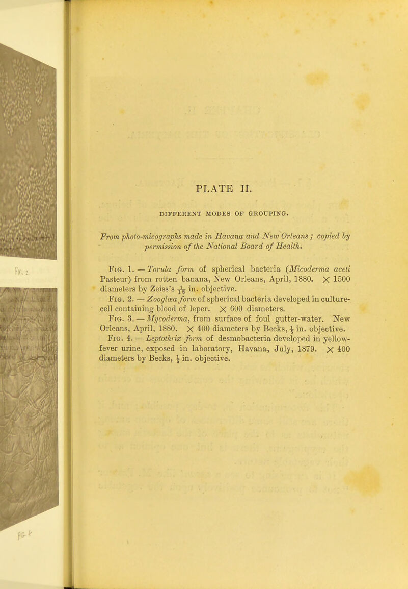 DIFFERENT MODES OF GROUPING. From photo-micographs made in Havana and Neio Orleans ; copied hy permission of the National Board of Health. Fig. 1. — Torula form of spherical bacteria (Micoderma aceti Pasteur) from rotten banana, New Orleans, April, 1880. X 1500 diameters by Zeiss's ^ in. objective. Fig. 2. — Zooglcea form of spherical bacteria developed in culture- cell containing blood of leper. X 600 diameters. Fig. 3. — Mycoderma, irom surface of foul gutter-water. New Orleans, April, 1880. X 400 diameters by Becks, \ in. objective. Fig. 4. — Leptoihrix form of desmobacteria developed in yellow- fever urine, exposed in laboratory, Havana, July, 1879. X 400 diameters by Becks, \ in. objective.