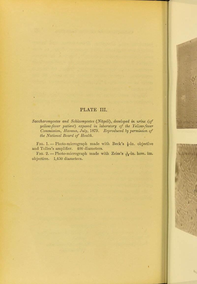 PLATE III. Saccharomyceles and Schizomycetes (Nageli), developed in urine (of yellow-fever patient) exposed in laboratory of the Yellow-fever Commission, Havana, July, 1879. Reproduced hy permission of the National Board of Health. Fig. 1.—Photo-microgi-aph raade with Beck's ^-in. objective and Tolles's amplifier. 400 diameters. Fig. 2. — Photo-microgi-aph made with Zeiss's -^in. horn. im. objective. 1,450 diameters. I