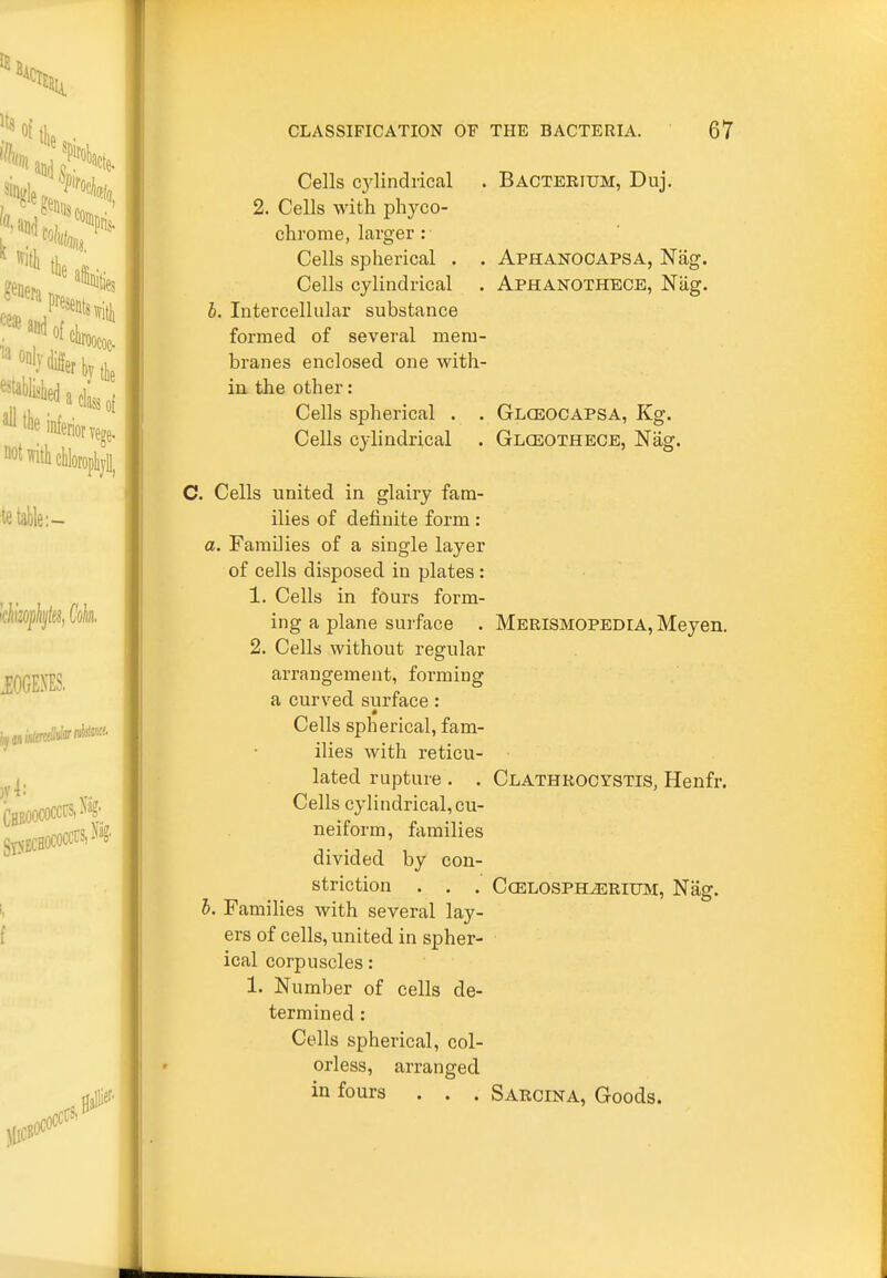 Cells cylindrical . Bacterium, Duj. 2. Cells with phyco- chrome, larger : Cells spherical . . Aphanocapsa, Nag. Cells cylindrical . Aphanothece, Nag. b. Intercellular substance formed of several mem- branes enclosed one with- in the other: Cells spherical . . Glceocapsa, Kg. Cells cylindrical . Glceothece, Nag. C. Cells united in glairy fam- ilies of definite form: a. Families of a single layer of cells disposed in plates : 1. Cells in fours form- ing a plane surface . Merismopedia, Meyen. 2. Cells without regular arrangement, forming a curved surface: Cells spherical, fam- ilies with reticu- lated rupture . . Clathrocystis, Henfr. Cells cylindrical, cu- neiform, families divided by con- striction . . . CCELOSPH^RIUM, Nag. 5. Families with several lay- ers of cells, united in spher- ical corpuscles: 1. Number of cells de- termined : Cells spherical, col- orless, arranged in fours . . . Sarcina, Goods.