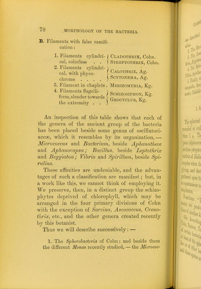 B. Filaments with false ramifi- cation : 1. Filaments cylindri- ) Cladothrix, Cohn. cal, colorless . . ) Streptothrix, Cohn. 2. Filaments cylindri- ) ^ cal, with phyco- Calothrix, Ag. chrome .... ) Scytonema, Ag. 3. Filament in chaplets . Merizomyria, Kg. 4. Filaments flagelli- 1 o rr J. 1 / SCHIZOSIPHON, Kg. lorm, slender towards > tt- ^1 ' { Geocyclus, Kg. the extremity . . ; ° An inspection of this table shows that each of the genera of the ancient group of the bacteria has been placed beside some genus of oscillatori- which it resembles by its organization,— Micrococcus and Bacterium, beside Aplianotliece and Aphanocapsa; Bacillus, beside Leptothrix and Beggiatoa; Vibrio and Spirillum, beside Sin- rulina. These affinities are undeniable, and the advan- tages of such a classification are manifest; but, in a work like this, we cannot think of employing it. We preserve, then, in a distinct group the schizo- phj^tes deprived of chlorophyll, which may be arranged in the four primary divisions of Cohn with the exception of 8arcina, Ascococcus, Creno- ihrix, etc., and the other genera created recently by this botanist. Thus we will describe successively: — 1. The Spherohacteria of Cohn ; and beside them the different Monas recently studied, — the Microeoc-