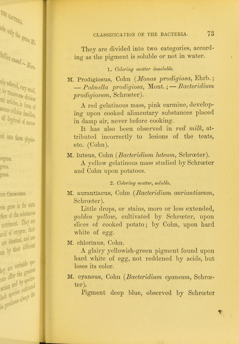 They are divided into two categories, accord- ing as the pigment is soluble or not in water. 1. Coloring matter insoluble. M. Prodigiosus, Cohn {Monas prodigiosa, Ehrb.; — Palmella prodigiosa, Mont.; — Bacteridium prodigiosum, Schroeter). A red gelatinous mass, pink carmine, develop- ing upon cooked alimentary substances placed in damp air, never before cooking. It has also been observed in red milk, at- tributed incorrectly to lesions of the teats, etc. (Cohn). M. luteus, Cohn [Bacteridium luteum, Schroeter). A yellow gelatinous mass studied by Schroeter and Cohn upon potatoes. 2. Coloring matter, soluble. M, aurantiacus, Cohn [Bacteridium auriantiacum, Schroeter). Little drops, or stains, more or less extended, golden yelloio, cultivated by Schroeter, upon slices of cooked potato; by Cohn, upon hard white of egg. M. chloriniis, Cohn. A glairy yellowish-green pigment found upon hard white of egg, not reddened by acids, but loses its color. M. cyaneus, Cohn [Bacteridium cyaneum, Schroe- ter). Pigment deep blue, observed by Schroeter