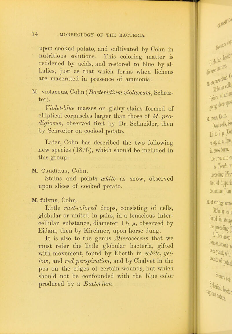 upon cooked potato, and cultivated by Colm in nutritious solutions. This coloring matter is reddened by acids, and restored to blue by al- kalies, just as that which forms when lichens are macerated in presence of ammonia. M. violaceus, Cohn [Bacteridium violaceiim, Schroe- ter). Violet-blue masses or glairy stains formed of elliptical corpuscles larger than those of M.pro- digiosus, observed first by Dr. Schneider, then by Schroeter on cooked potato. Later, Cohn has described the two following new species (1876), which should be included in this group : M. Candidus, Cohn. Stains and points lohite as snow, observed upon slices of cooked potato. M. fulvus, Cohn. Little rust-colored drops, consisting of cells, globular or united in pairs, in a tenacious inter- cellular substance, diameter 1.5 observed by Eidam, then by Kirchner, upon horse dung. It is also to the genus Micrococcus that we must refer the little globular bacteria, gifted with movement, found by Eberth in white, yel- low, and red perspiration, and by Chalvet in the pus on the edges of certain wounds, but which should not be confounded with the blue color produced by a Bacterium.