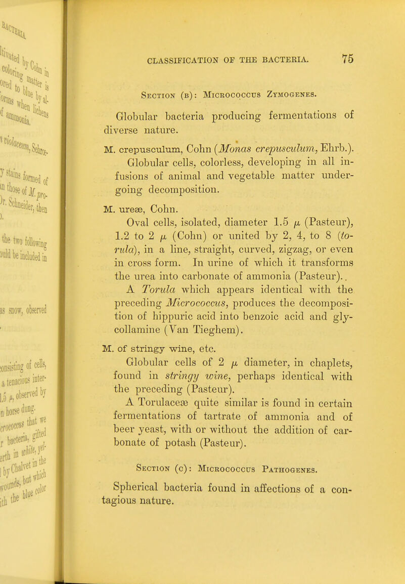 Section (b): Micrococcus Zymogenes. Globular bacteria producing fermentations of diverse nature. M. crepusculum, Cohn {Manas crepusculum, Elirb.). Globular cells, colorless, developing in all in- fusions of animal and vegetable matter under- going decomposition. M. urese, Cohn. Oval cells, isolated, diameter 1.5 fi (Pasteur), 1.2 to 2 (Cohn) or united by 2, 4, to 8 {io- rula), in a line, straight, curved, zigzag, or even in cross form. In urine of which it transforms the urea into carbonate of ammonia (Pasteur).. A Torula which appears identical with the preceding Micrococcus, produces the decomposi- tion of hippuric acid into benzoic acid and gly- collamine (Van Tieghem). M. of stringy wine, etc. Globular cells of 2 /i diameter, in chaplets, found in stringy wine, perhaps identical with the preceding (Pasteur). A TorulaceaB quite similar is found in certain fermentations of tartrate of ammonia and of beer yeast, with or without the addition of car- bonate of potash (Pasteur). Section (c): Micrococcus Pathogenes. Spherical bacteria found in affections of a con- tagious nature.