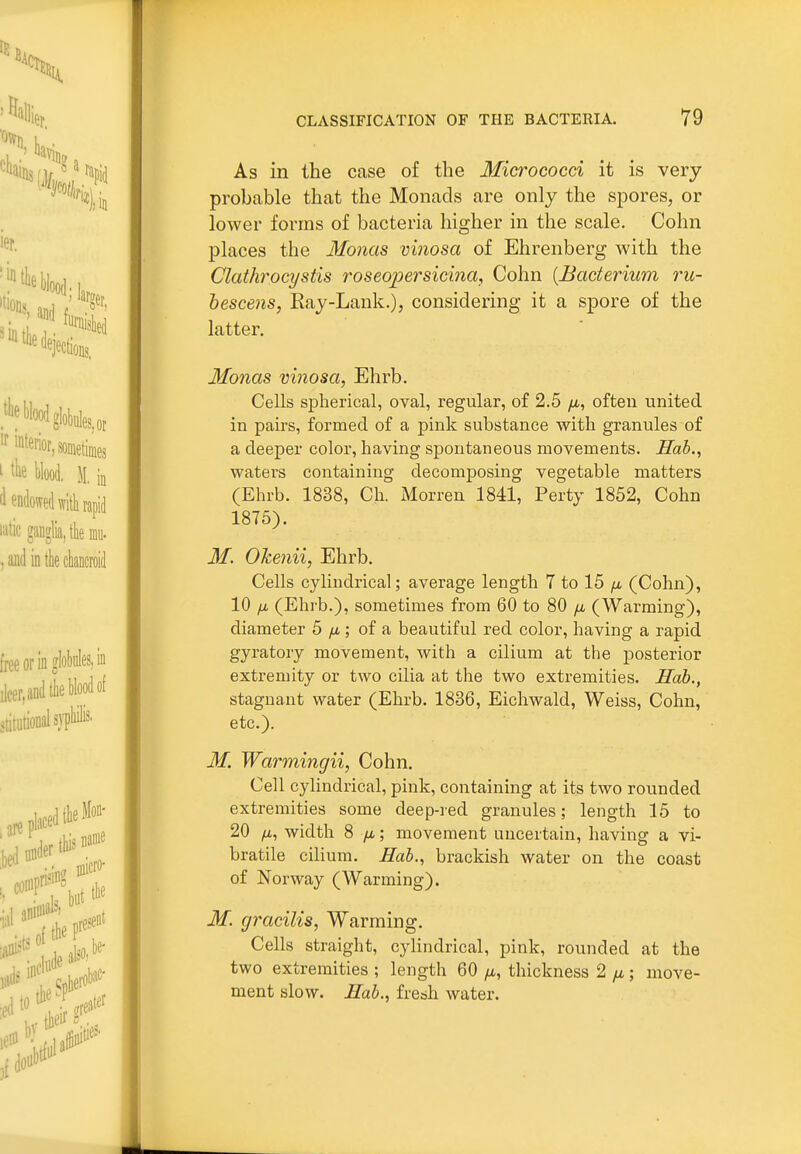 As in the case of the Micrococci it is very probable that the Monads are only the spores, or lower forms of bacteria higher in the scale. Cohn places the Monas vinosa of Ehrenberg with the Clathrocystis roseo2:)ersicina, Cohn {Bacterium ru- bescens, Ray-Lank.), considering it a spore of the latter. Monas vinosa, Ehrb. Cells spherical, oval, regular, of 2.5 /x, ofteu united in pairs, formed of a pink substance with granules of a deeper color, having spontaneous movements. Hab., waters containing decomposing vegetable matters (Ehrb. 1838, Ch. Morren 1841, Perty 1852, Cohn 1875). M. Okenii, Ehrb. Cells cylindrical; average length 7 to 15 /it (Cohn), 10 fjb (Ehi'b.), sometimes from 60 to 80 /i (Warming), diameter 5 yu.; of a beautiful red color, having a rapid gyratory movement, with a cilium at the posterior extremity or two cilia at the two extremities. Hah., stagnant water (Ehrb. 1836, Eichwald, Weiss, Cohn, etc.). M. Warmingii, Cohn. Cell cylindrical, pink, containing at its two rounded extremities some deep-red granules; length 15 to 20 yLt, width 8 fi; movement uncertain, having a vi- bratile ciHum. Hab., brackish water on the coast of Norway (Warming). M. gracilis, Warming. Cells straight, cyhndrical, pink, rounded at the two extremities ; length 60 /i, thickness 2 fx; move- ment slow. Hab., fresh water.