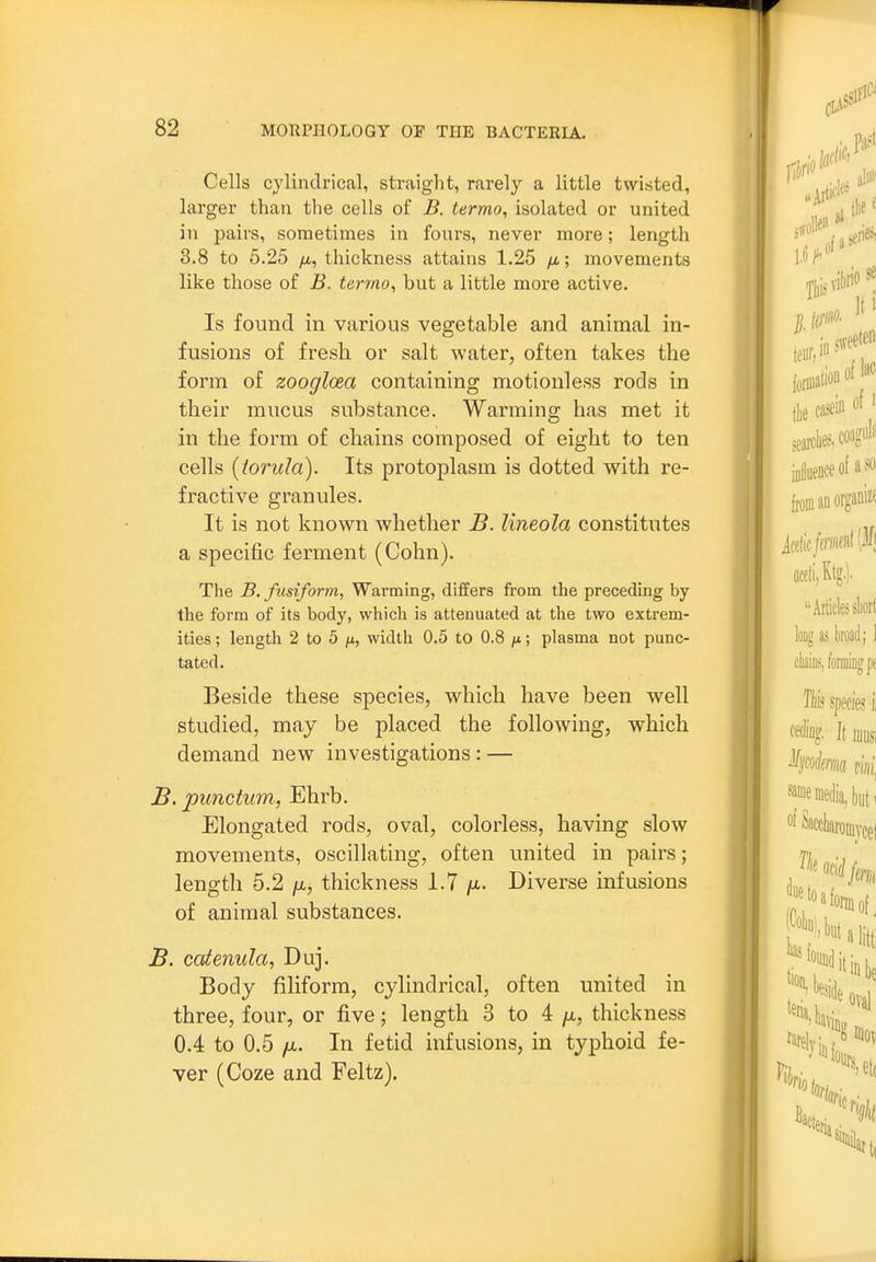 Cells cylindrical, straight, rarely a little twisted, larger than the cells of B. termo, isolated or united in pairs, sometimes in fours, never more; length 3.8 to 5.25 yu,, thickness attains 1.25 /x; movements like those of B. termo, but a little more active. Is found in various vegetable and animal in- fusions of fresh or salt water, often takes the form of zoogloea containing motionless rods in their mucus substance. Warming has met it in the form of chains composed of eight to ten cells [torula). Its protoplasm is dotted with re- fractive granules. It is not known whether B. lineola constitutes a specific ferment (Cohn). The B. fusiform. Warming, differs from the preceding by the form of its body, which is attenuated at the two extrem- ities ; length 2 to 5 /x, width 0.5 to 0.8 /x; plasma not punc- tated. Beside these species, which have been well studied, may be placed the following, which demand new investigations: — B. punctum, Ehrb. Elongated rods, oval, colorless, having slow movements, oscillating, often united in pairs; length 5.2 /X, thickness 1.7 /i. Diverse infusions of animal substances. B. catemila, Duj. Body filiform, cylindrical, often united in three, four, or five; length 3 to 4 ^, thickness 0.4 to 0.5 fx. In fetid infusions, in typhoid fe- ver (Coze and Feltz).