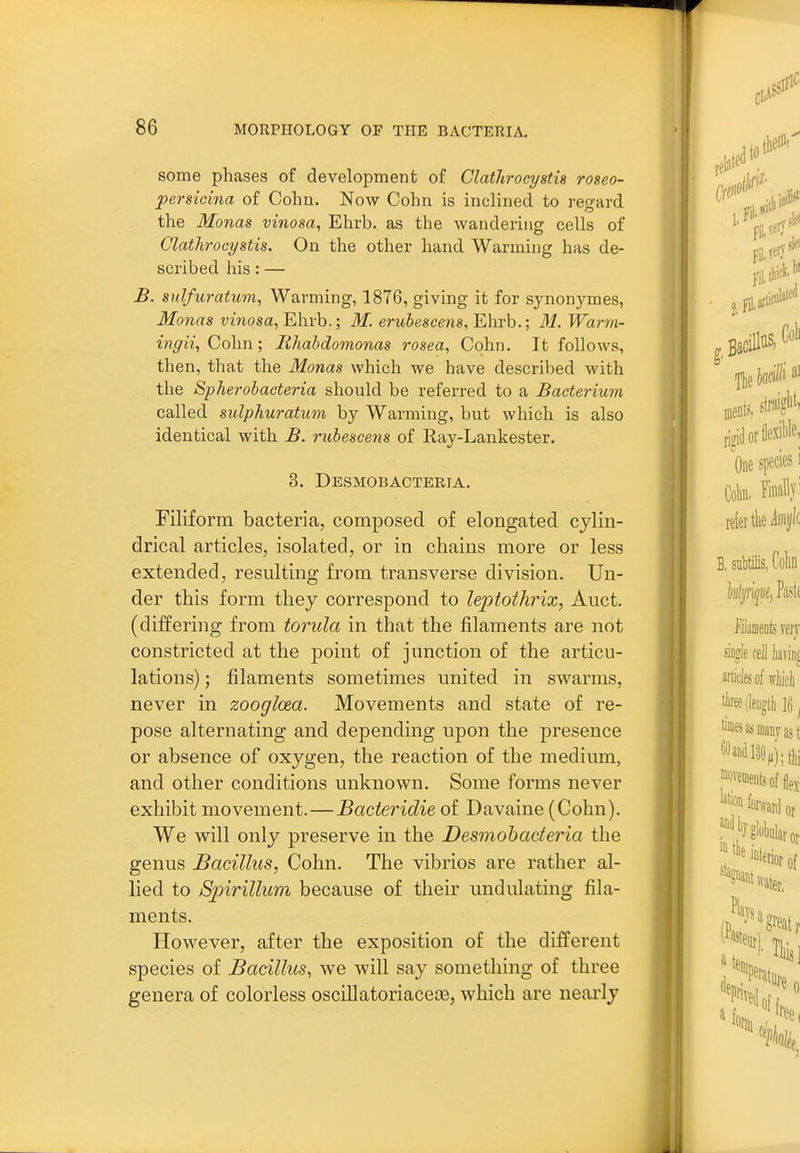 some phases of development of Clathrocystis roseo- persicina of Cohn. Now Cohn is inclined to regard the Monas vinosa, Ehrb. as the wandering cells of Clathrocystis. On the other hand Warming has de- scribed his: — B. sulfuratum, Warming, 1876, giving it for synonj^mes, Monas vinosa, Ehrb.; M. erubescens, Ehrb.; M. Warm- mgii, Colin; Rhabdomonas rosea, Cohn. It follows, then, that the Monas which we have described with the Spherobacteria should be referred to a Bacterium called sulphuratum by Warming, but which is also identical with B. rubescens of Ray-Lankester. 3. Desmobacteria. Filiform bacteria, composed of elongated cylin- drical articles, isolated, or in chains more or less extended, resulting from transverse division. Un- der this form they correspond to leptothrix, Auct. (differing from torula in that the filaments are not constricted at the point of junction of the articu- lations) ; filaments sometimes united in swarms, never in zooglcea. Movements and state of re- pose alternating and depending upon the presence or absence of oxygen, the reaction of the medium, and other conditions unknown. Some forms never exhibit movement.—Bacieridie of Davaine (Cohn). We will only preserve in the Desmobacteria the genus Bacillus, Cohn. The vibrios are rather al- lied to Spirillum because of their undulating fila- ments. However, after the exposition of the different species of Bacillus, we will say something of three genera of colorless oscillatoriacece, which are nearly