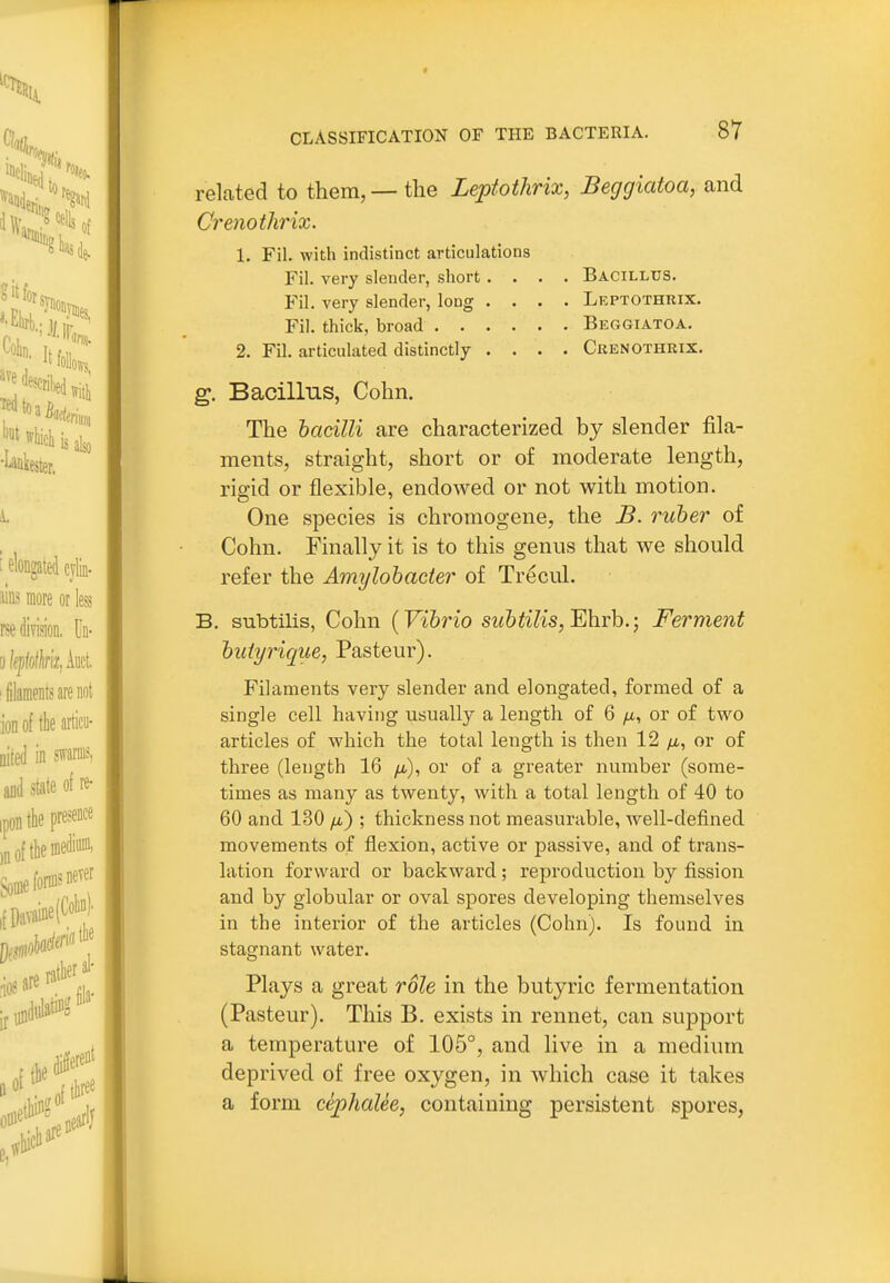 related to them, — the Leptothrix, Beggiatoa, and Crenothrix. 1. Fil. with indistinct articulations Fil. very slender, short .... Bacillus. Fil. very slender, long .... Leptothrix. Fil. thick, broad Beggiatoa. 2. Fil. articulated distinctly .... Ckenothrix. g. Bacillus, Cohn. The hadlli are characterized by slender fila- ments, straight, short or of moderate length, rigid or flexible, endowed or not with motion. One species is chromogene, the B. ruber of Cohn. Finally it is to this genus that we should refer the Amylohacter of Trecul. B. subtilis, Cohn [Vibrio subtilis,'Eh.vh.; Ferment butyrique, Pasteur). Filaments very slender and elongated, formed of a single cell having usually a length of 6 or of two articles of vphich the total length is then 12 fi, or of three (length 16 /i), or of a greater number (some- times as many as twenty, with a total length of 40 to 60 and 130 /i) ; thickness not measurable, well-defined movements of flexion, active or passive, and of trans- lation forward or backward; reproduction by fission and by globular or oval spores developing themselves in the interior of the articles (Cohn). Is found in stagnant water. Plays a great role in the butyric fermentation (Pasteur). This B. exists in rennet, can support a temperature of 105°, and live in a medium deprived of free oxygen, in which case it takes a form cephalee, containing persistent spores.