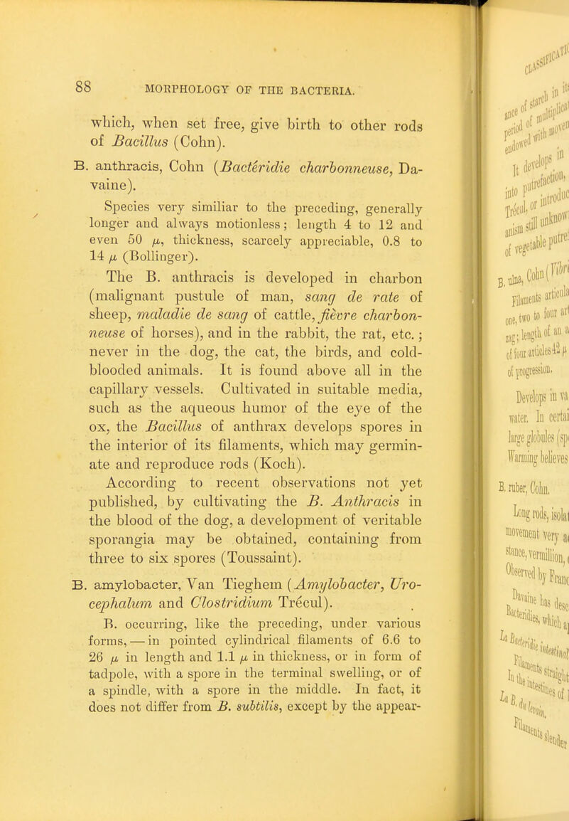 which, when set free, give birth to other rods of Bacillus (Cohn). B. anthracis, Cohn {Bacteridie charhonneuse, Da- vaine). Species very similiar to the preceding, generally longer and always motionless; length 4 to 12 and even 50 fx, thickness, scarcely appreciable, 0.8 to 14 fi (Bollinger). The B. anthracis is developed in charbon (maUgnant pustule of man, sang de rate of sheep, maladie de sang of cattle, j^eyre charhon- neuse of horses), and in the rabbit, the rat, etc.; never in the dog, the cat, the birds, and cold- blooded animals. It is found above all in the capillary vessels. Cultivated in suitable media, such as the aqueous humor of the eye of the ox, the Bacillus of anthrax develops spores in the interior of its filaments, which may germin- ate and reproduce rods (Koch). According to recent observations not yet published, by cultivating the B. Anthracis in the blood of the dog, a development of veritable sporangia may be obtained, containing from three to six spores (Toussaint). B. amylobacter, Van Tieghem {Amylobacter, Uro- cephalum and Clostridium Trecul). B. occurring, like the preceding, under various forms, — in pointed cylindrical filaments of 6.6 to 26 yu, in length and 1.1 ix in thickness, or in form of tadpole, with a spore in the terminal swelling, or of a spindle, with a spore in the middle. In fact, it does not differ from B. suhtilis, except by the appear-