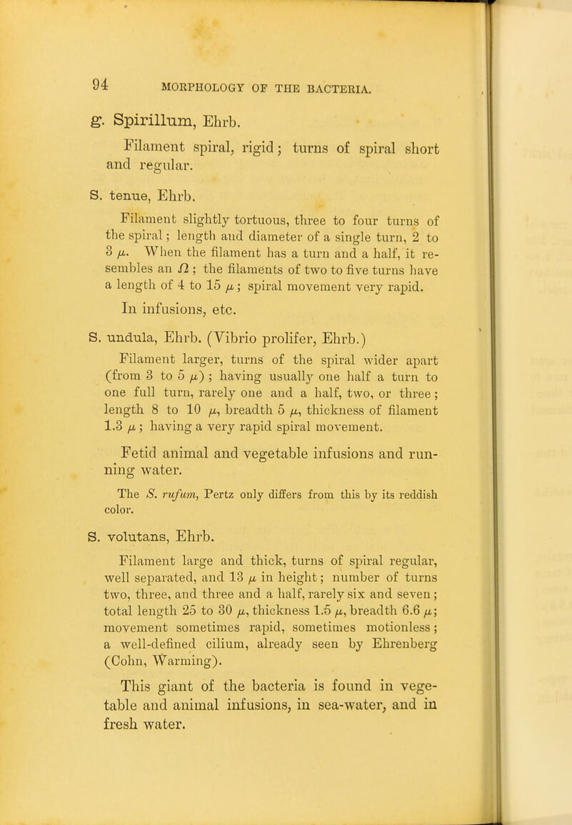 g. Spirillum, Ehrb. Filament spiral, rigid; turns of spiral short and regular. S. tenue, Ehrb. Filament slightly tortuous, three to four turns of the spiral; length and diameter of a single turn, 2 to 3 /X. When the filament has a turn and a half, it re- sembles an n ; the filaments of two to five turns have a length of 4 to 15 ; spiral movement very rapid. In infusions, etc. S. undula, Ehrb. (Vibrio prolifer, Ehrb.) Filament larger, turns of the spiral wider apart (from 3 to 5 /i) ; having usuall}^ one half a turn to one full turn, rarely one and a half, two, or three ; length 8 to 10 /u,, breadth 5 fi, thickness of filament 1.3 fjL; having a very rapid spiral movement. Fetid animal and vegetable infusions and run- ning water. The S. rufum, Pertz only differs from this by its reddish color. S. volutans, Ehrb. Filament large and thick, turns of spiral regular, well separated, and 13 /a in height; number of turns two, three, and three and a half, rarely six and seven; total length 25 to 30 /z, thickness 1.5 /x, breadth 6.6 /x; movement sometimes rapid, sometimes motionless; a well-defined cilium, already seen by Ehrenberg (Cohn, Warming). This giant of the bacteria is found in vege- table and animal infusions, in sea-water, and in fresh water.